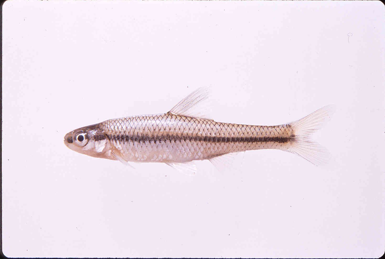 Opsopoeodus emiliae image