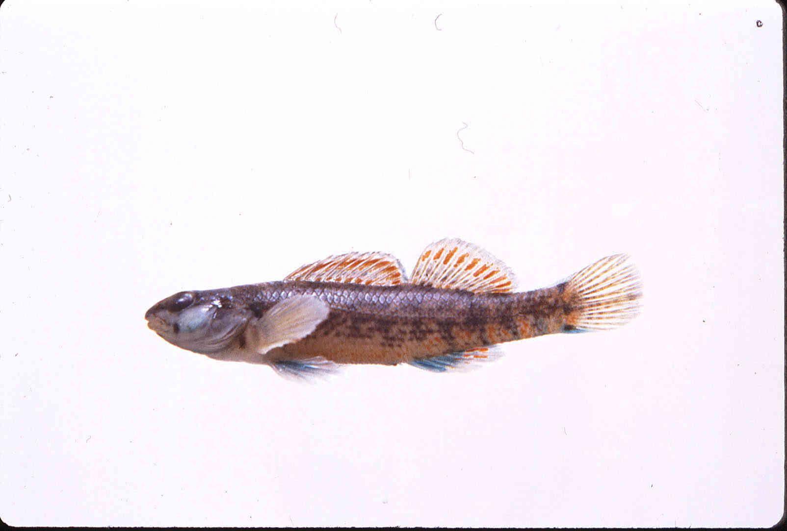 Etheostoma swaini image