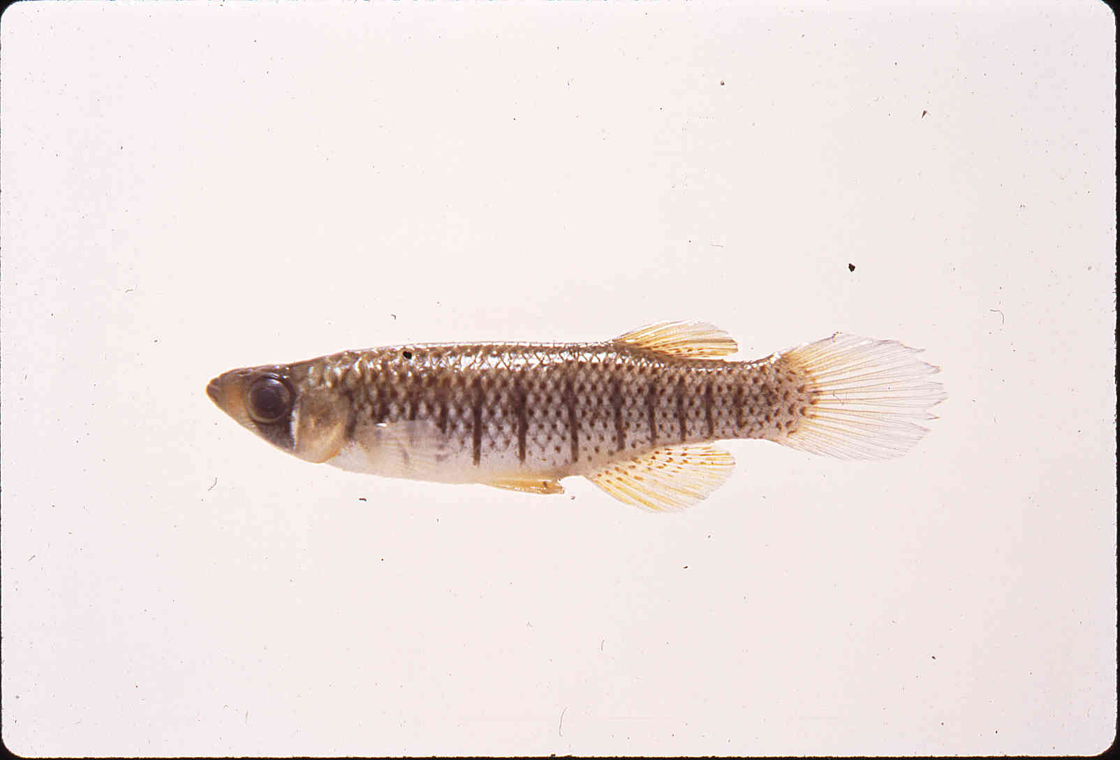 Fundulus notti image