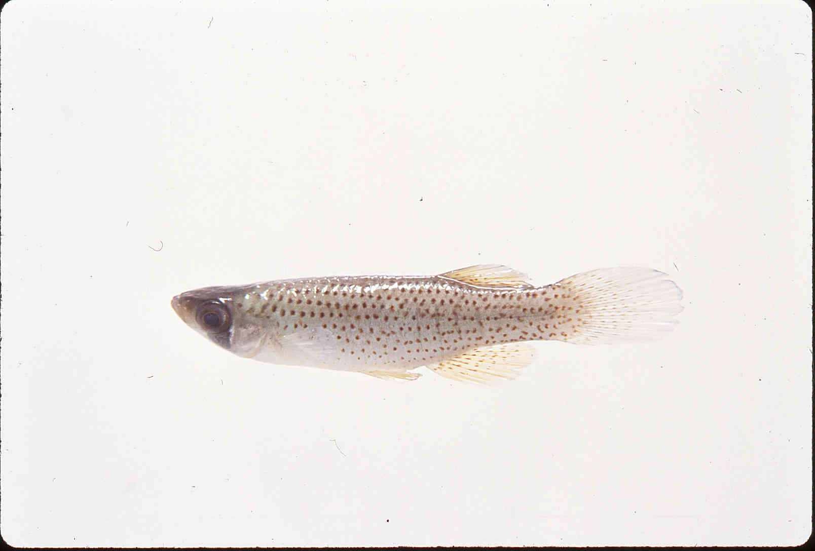 Fundulus notti image