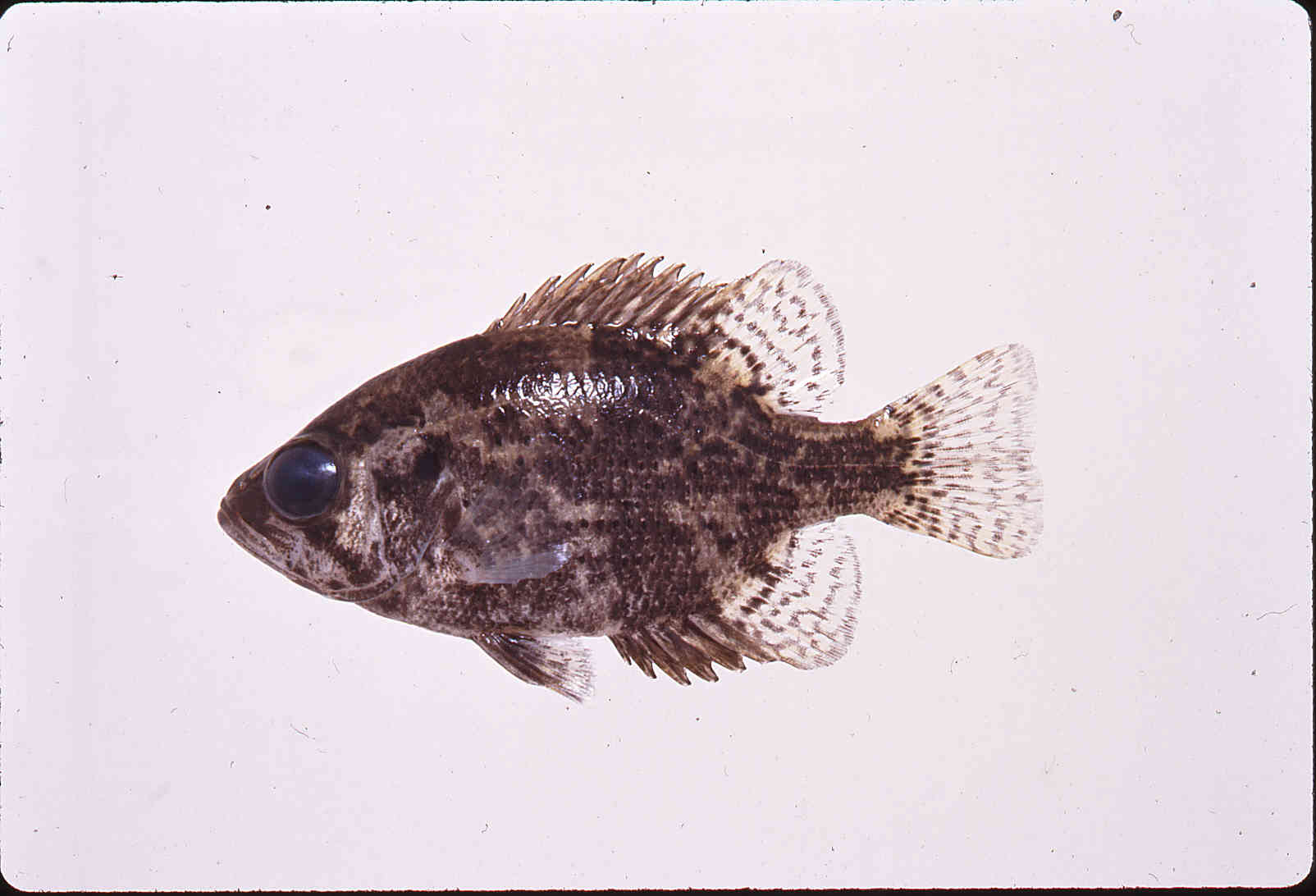 Ambloplites ariommus image