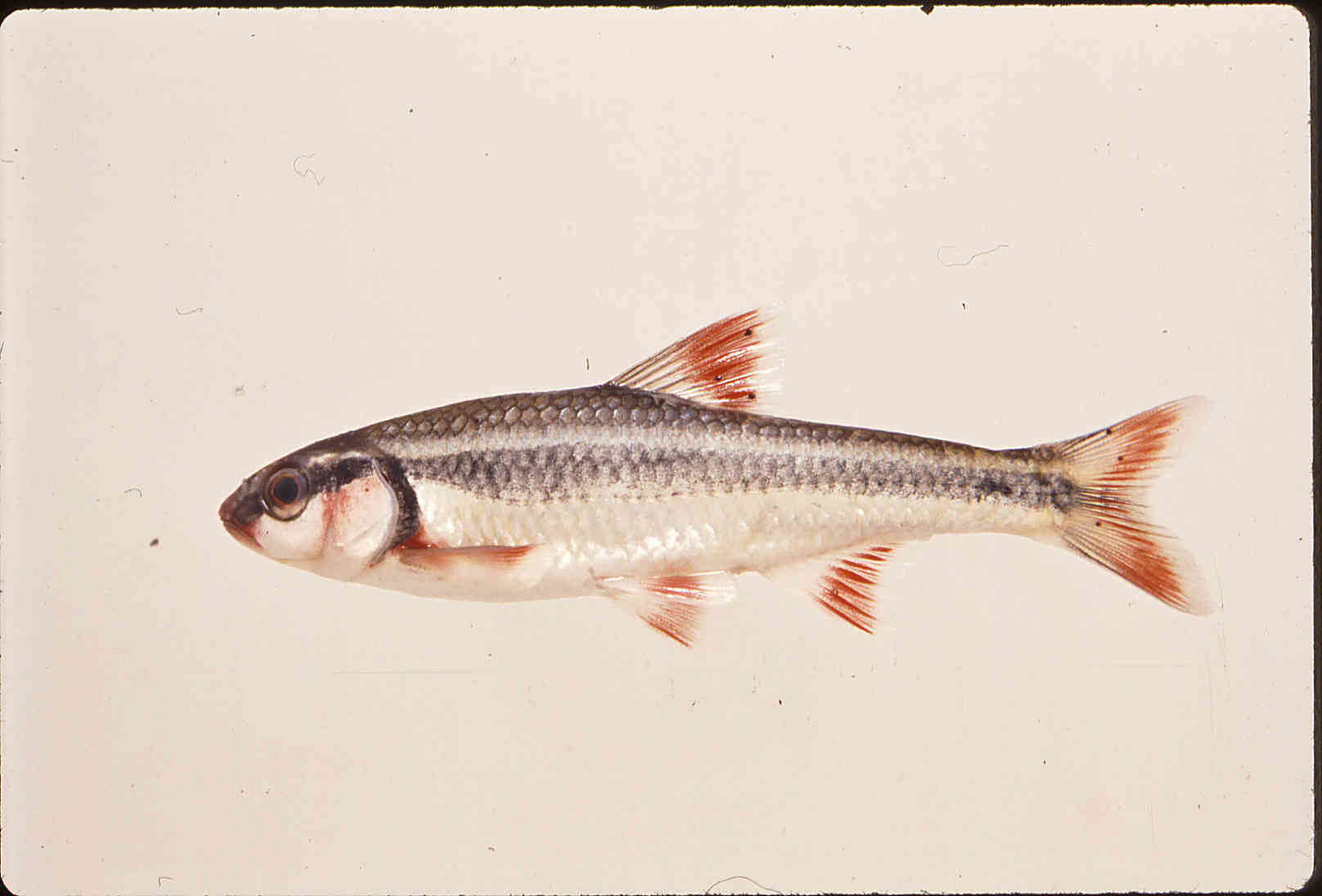 Luxilus zonatus image