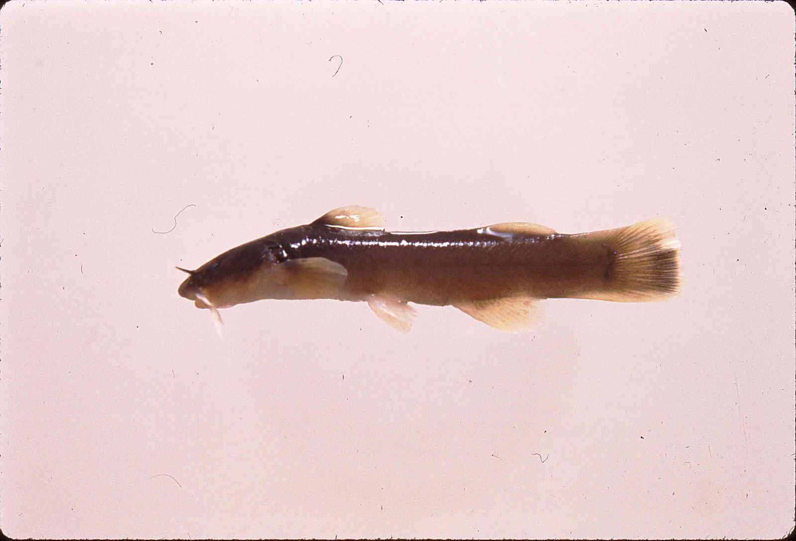 Noturus gilberti image