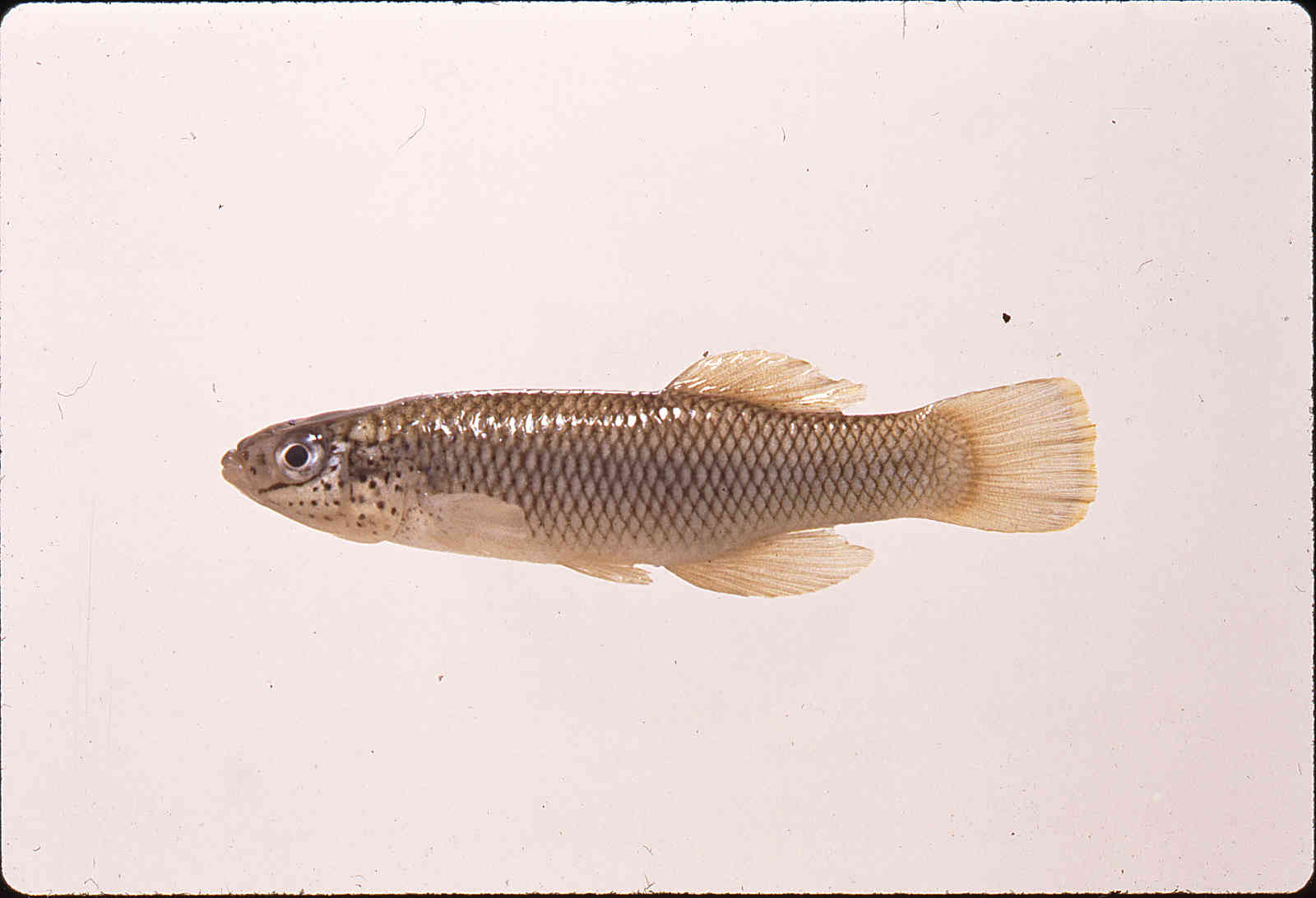 Fundulus rathbuni image