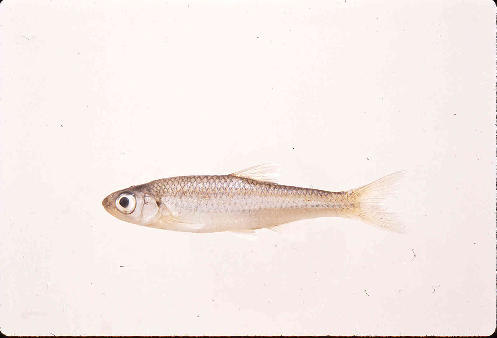 Notropis scepticus image