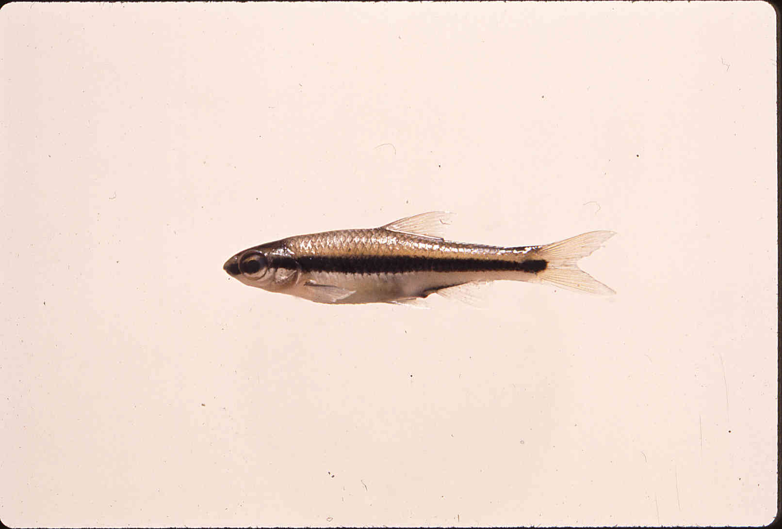 Notropis chalybaeus image