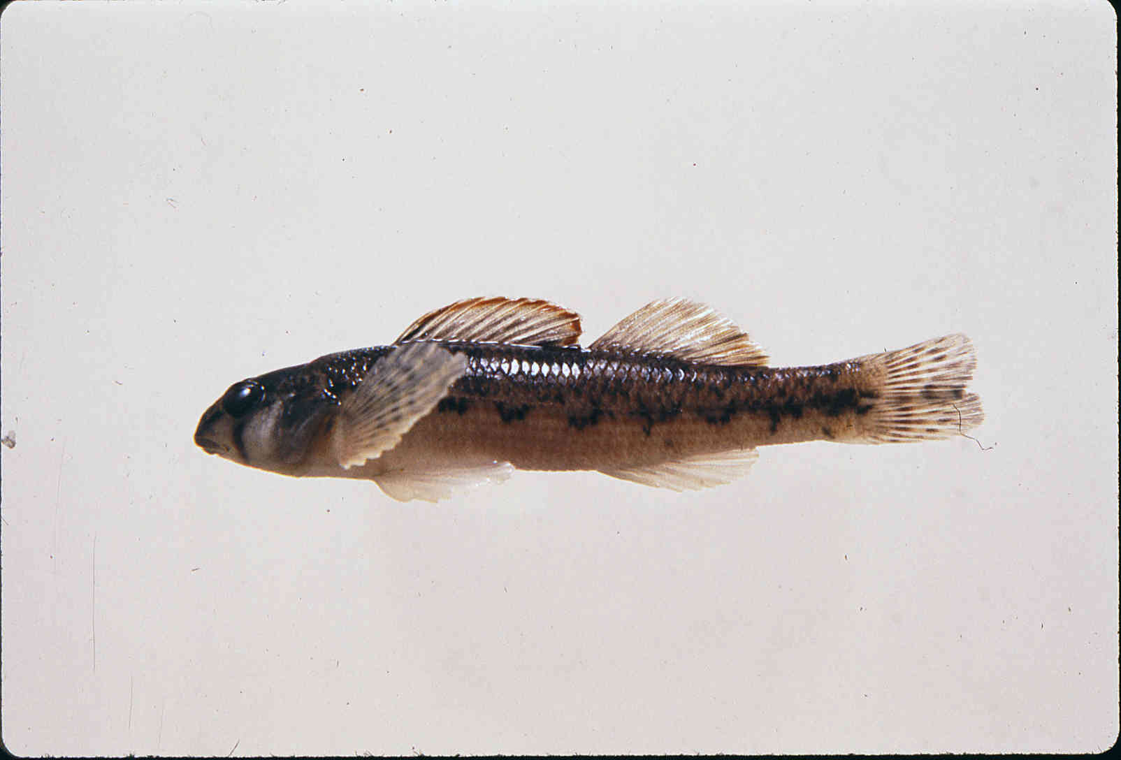 Etheostoma inscriptum image