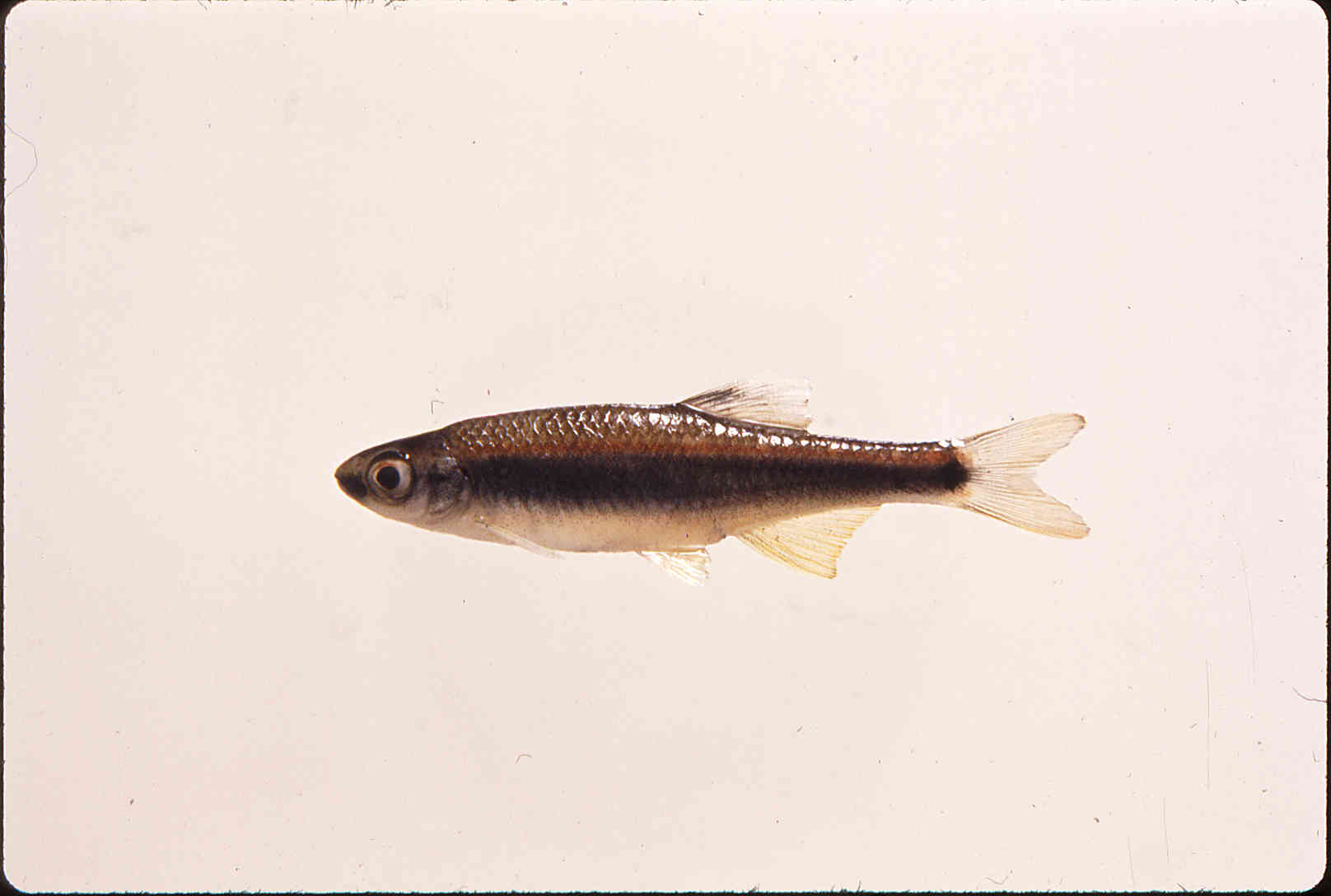 Pteronotropis hypselopterus image