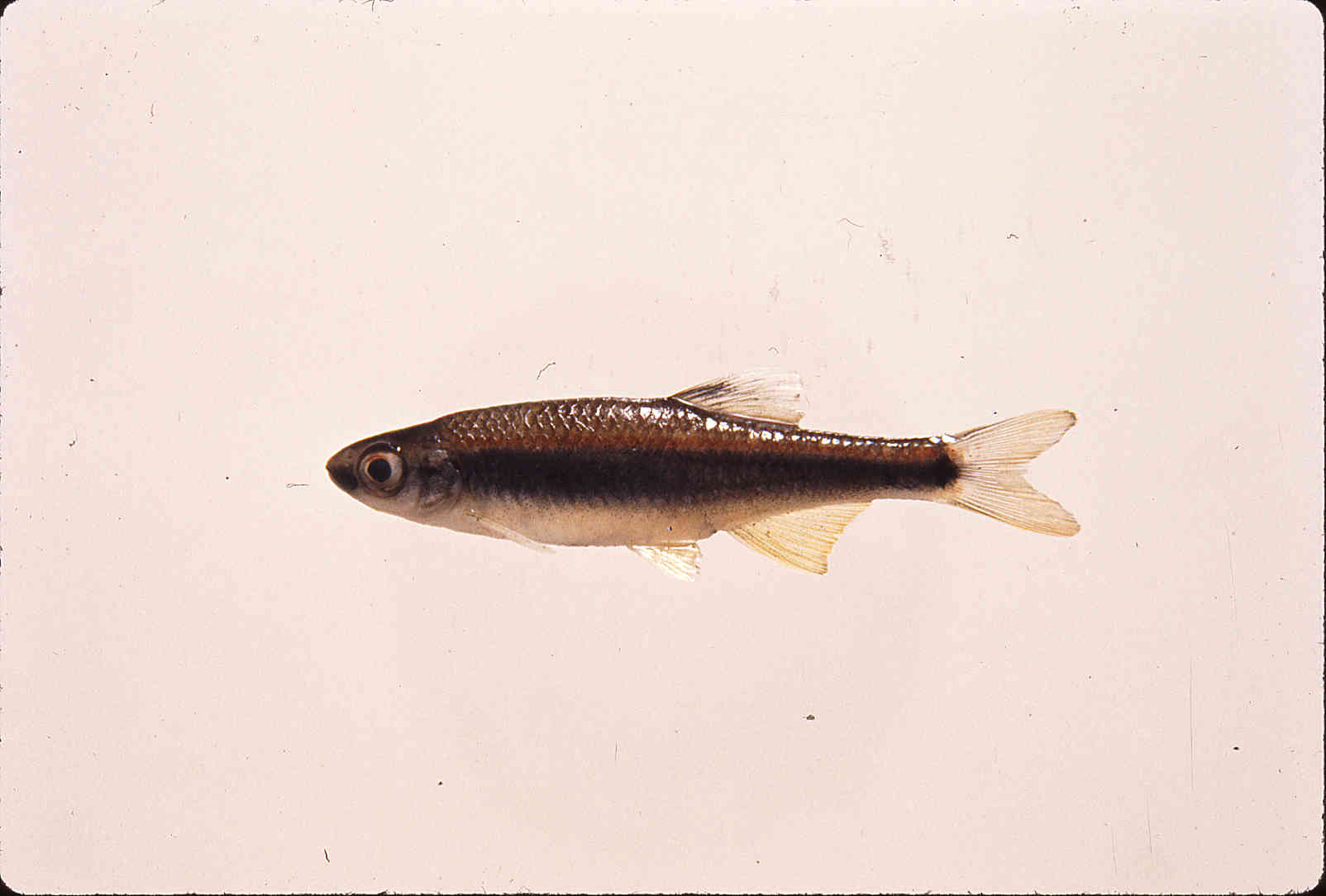 Pteronotropis hypselopterus image