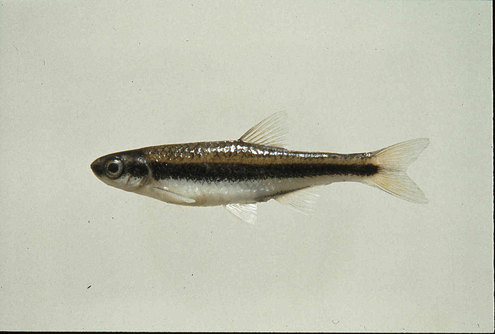 Notropis cummingsae image