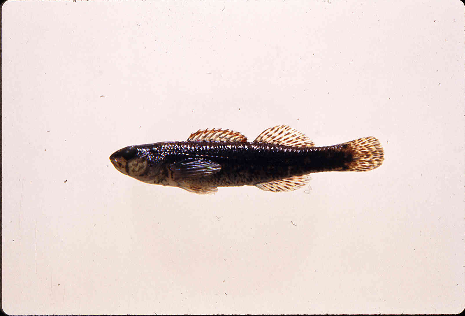 Etheostoma fricksium image