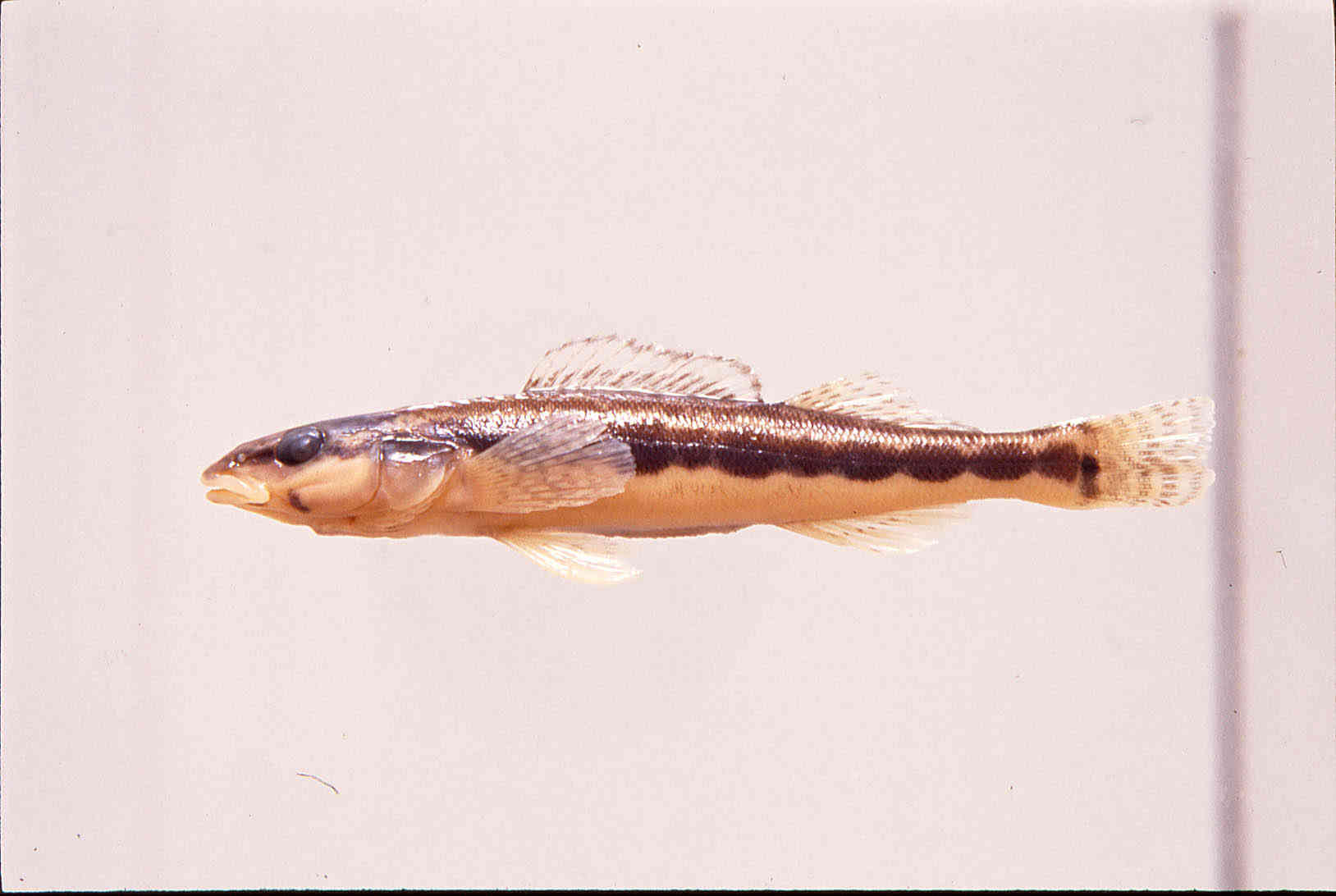 Percina macrocephala image