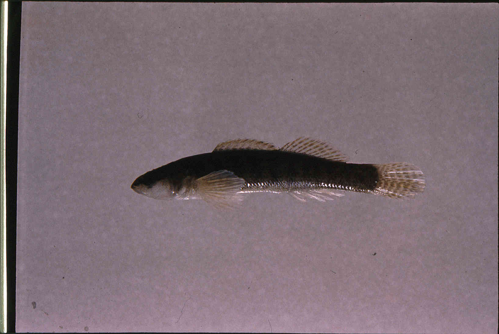 Etheostoma olivaceum image