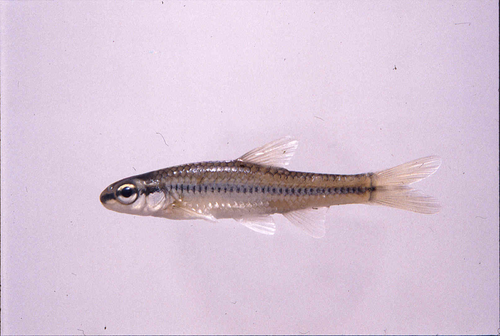 Notropis rupestris image