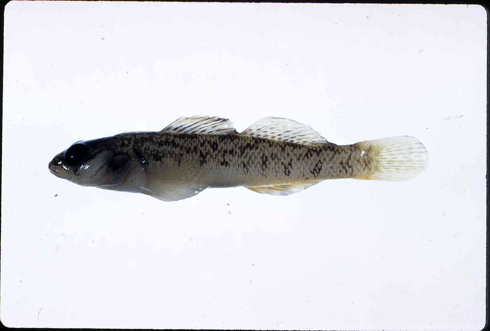 Etheostoma obeyense image