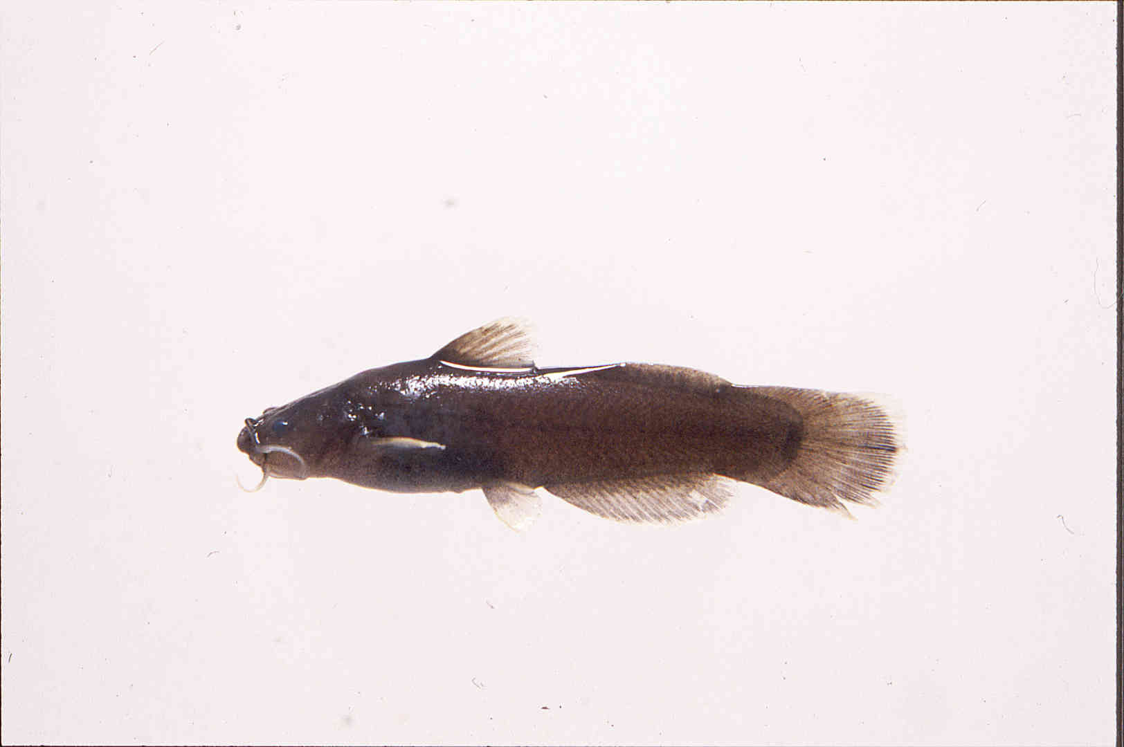 Noturus funebris image