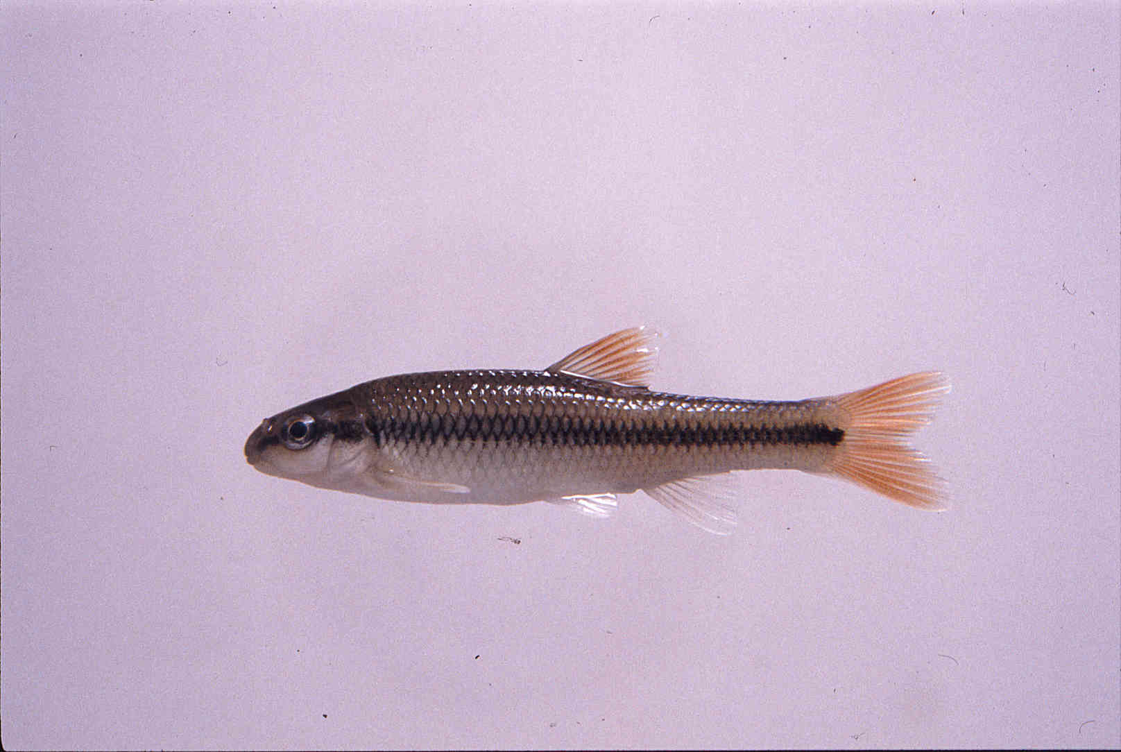 Nocomis leptocephalus image