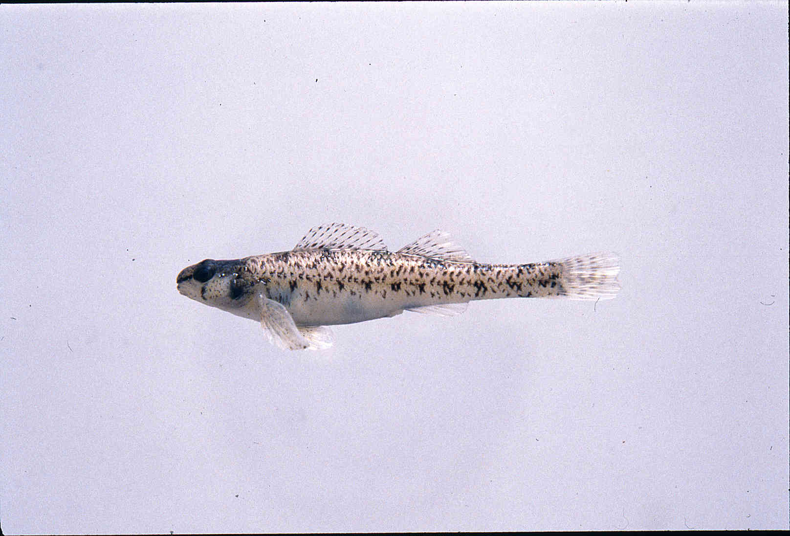 Etheostoma davisoni image