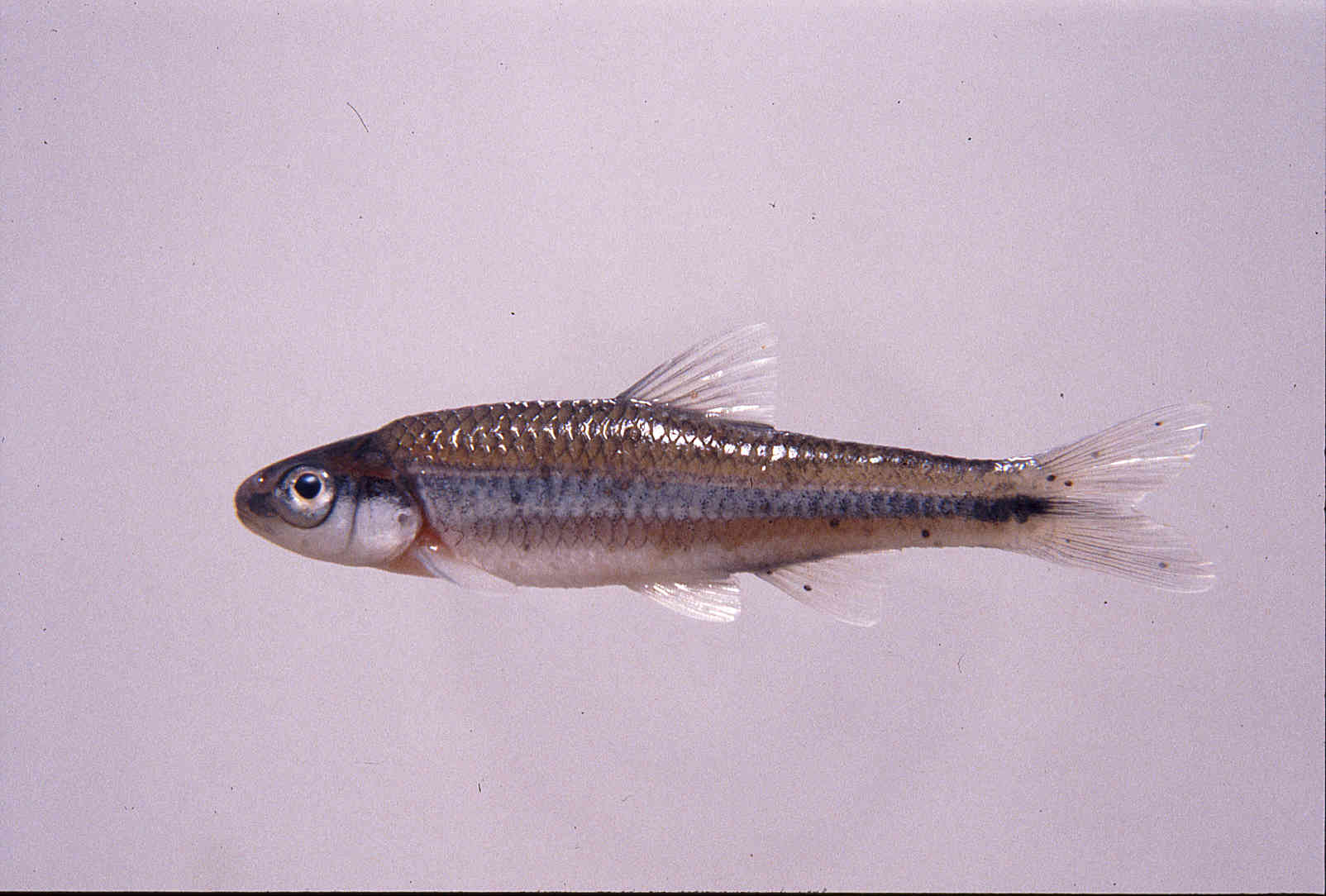 Notropis baileyi image