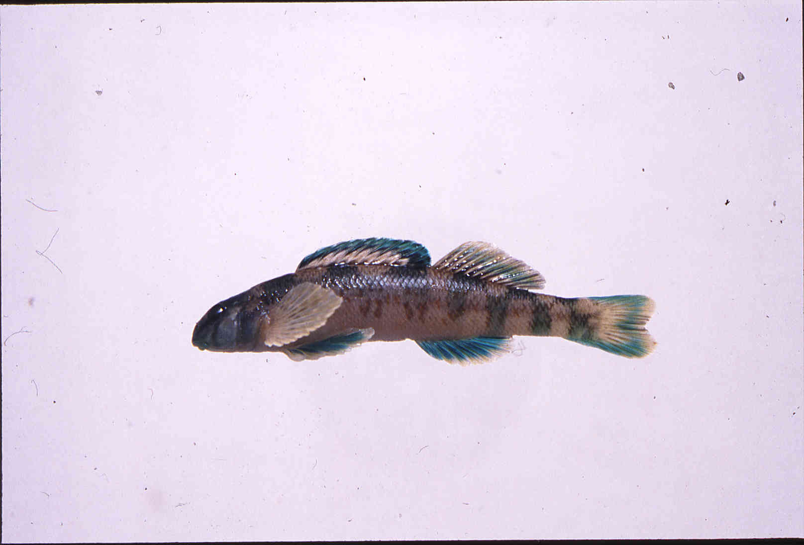 Etheostoma rupestre image