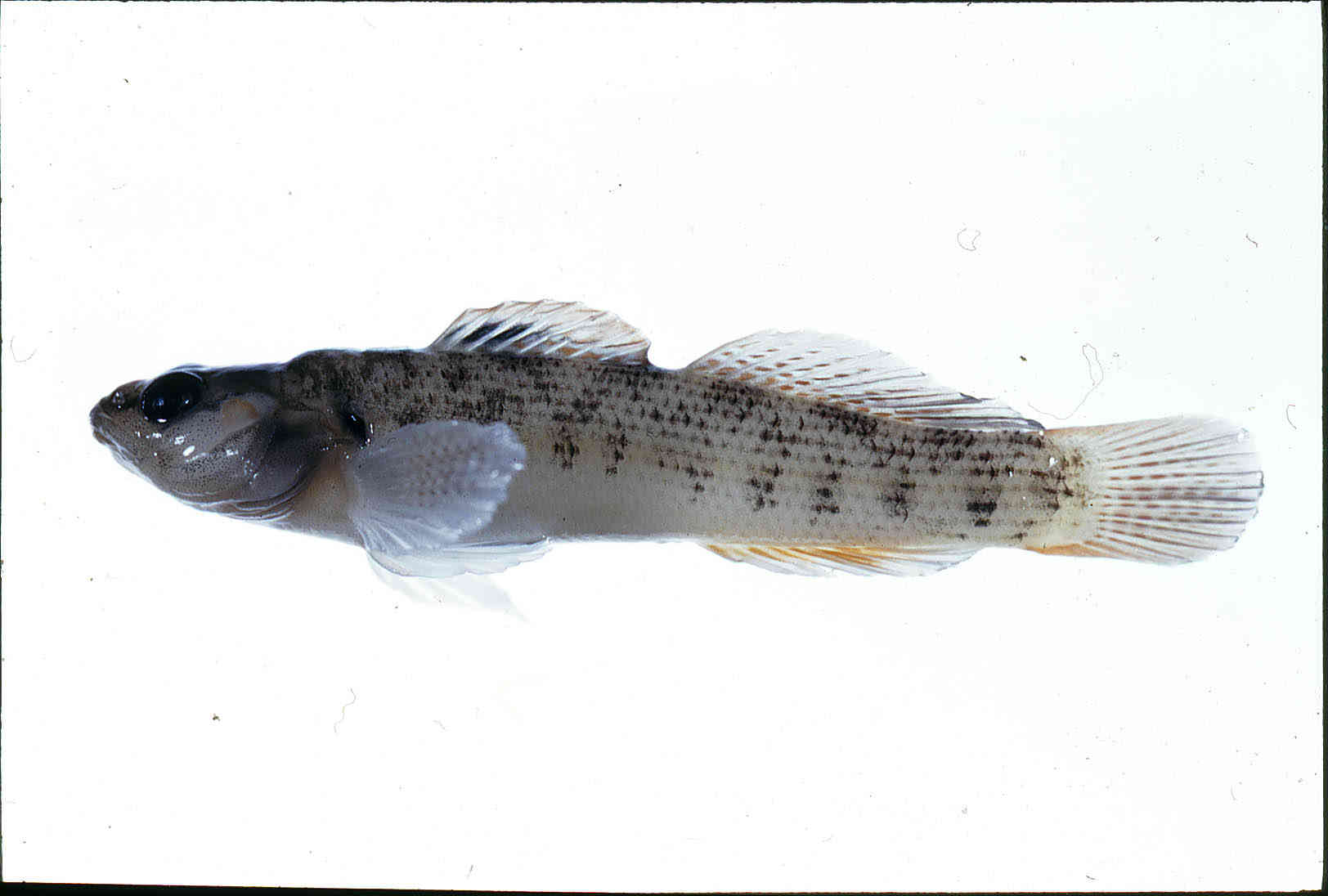 Etheostoma virgatum image