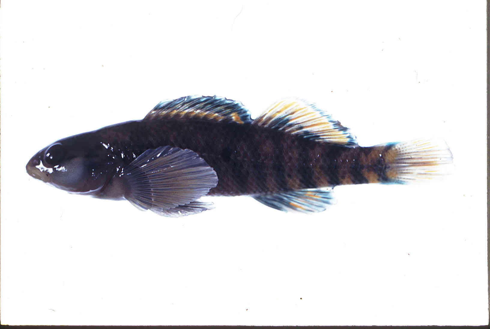Etheostoma caeruleum image