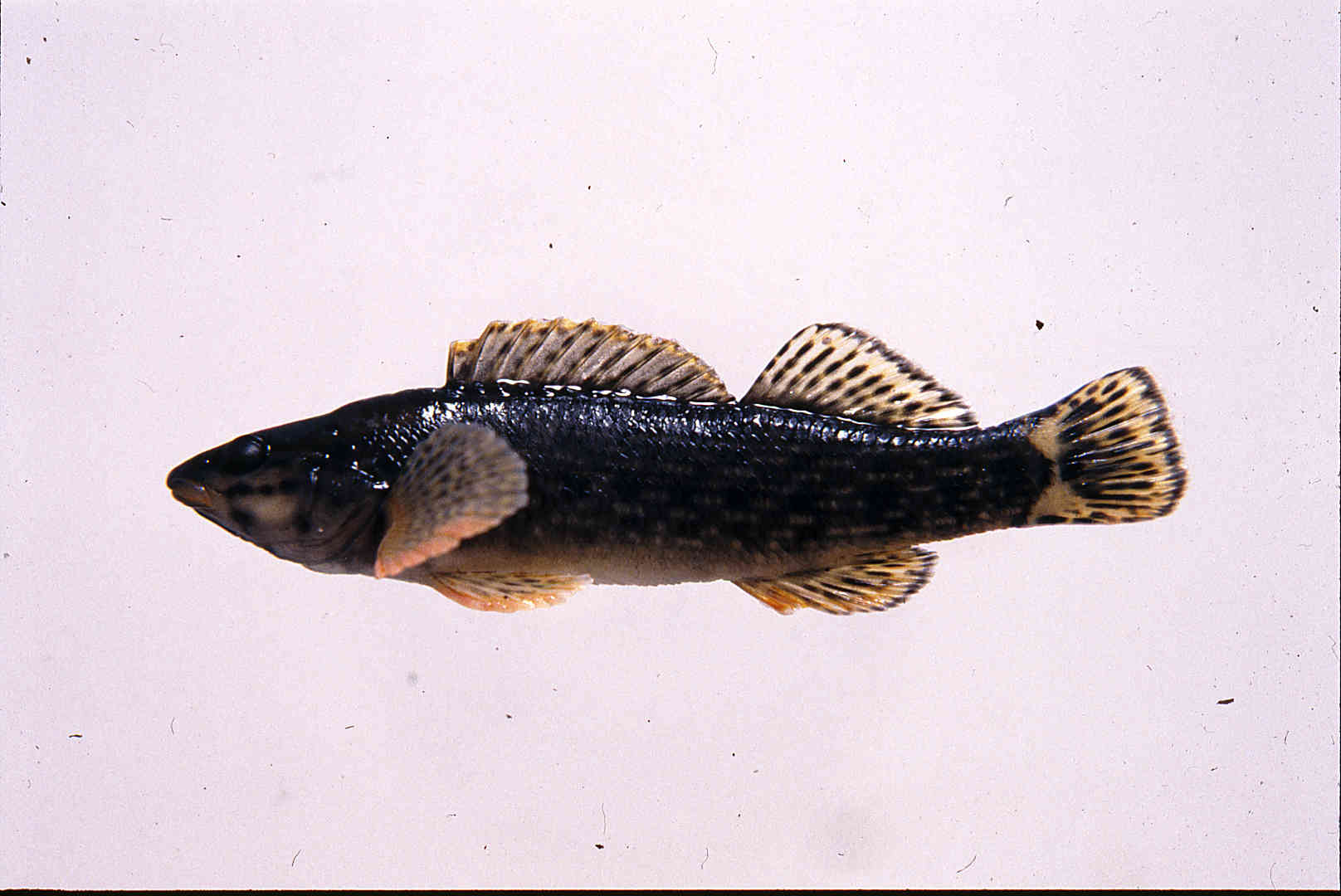 Etheostoma rufilineatum image
