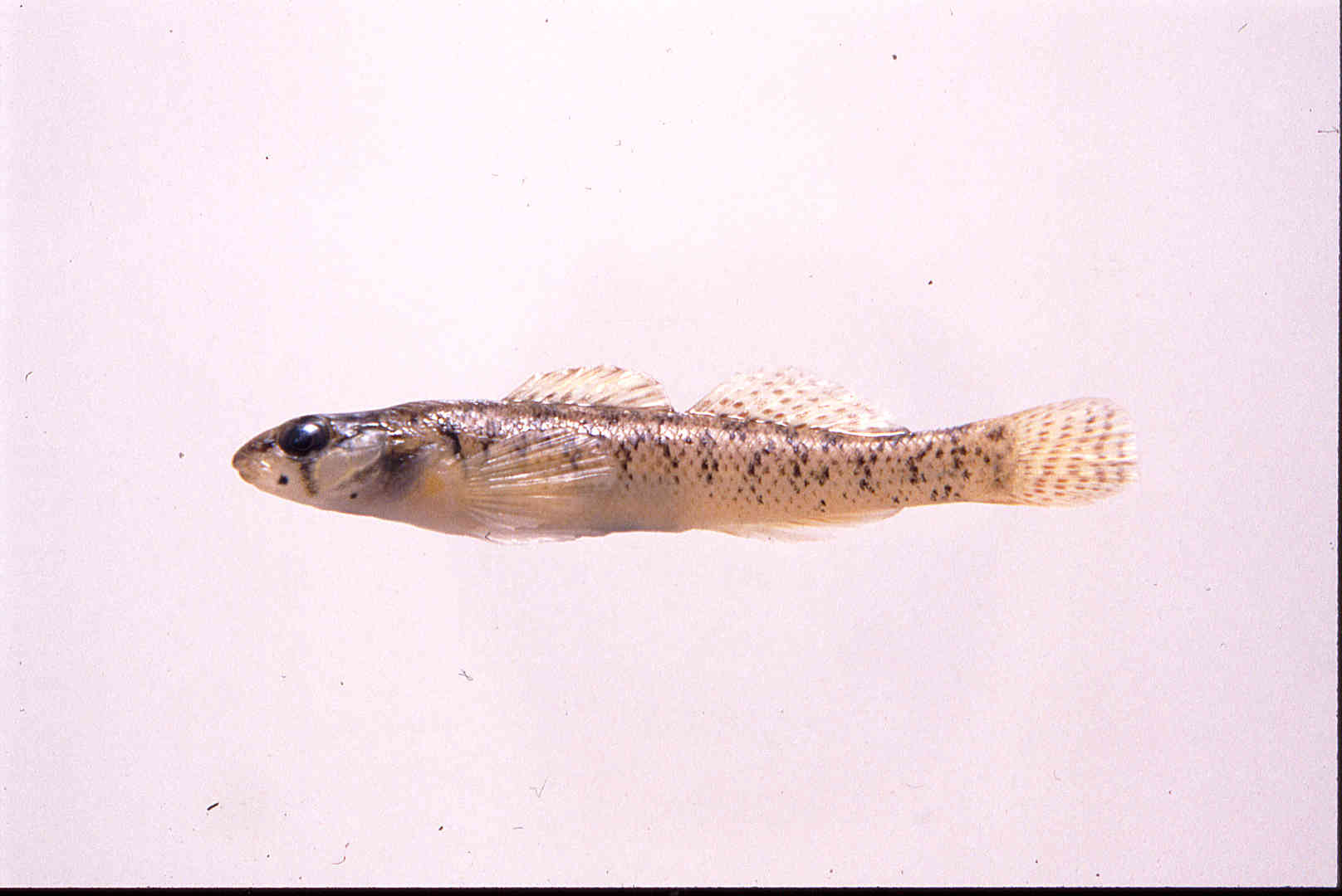 Etheostoma barbouri image