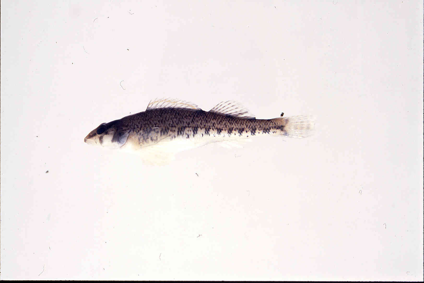 Etheostoma jessiae image