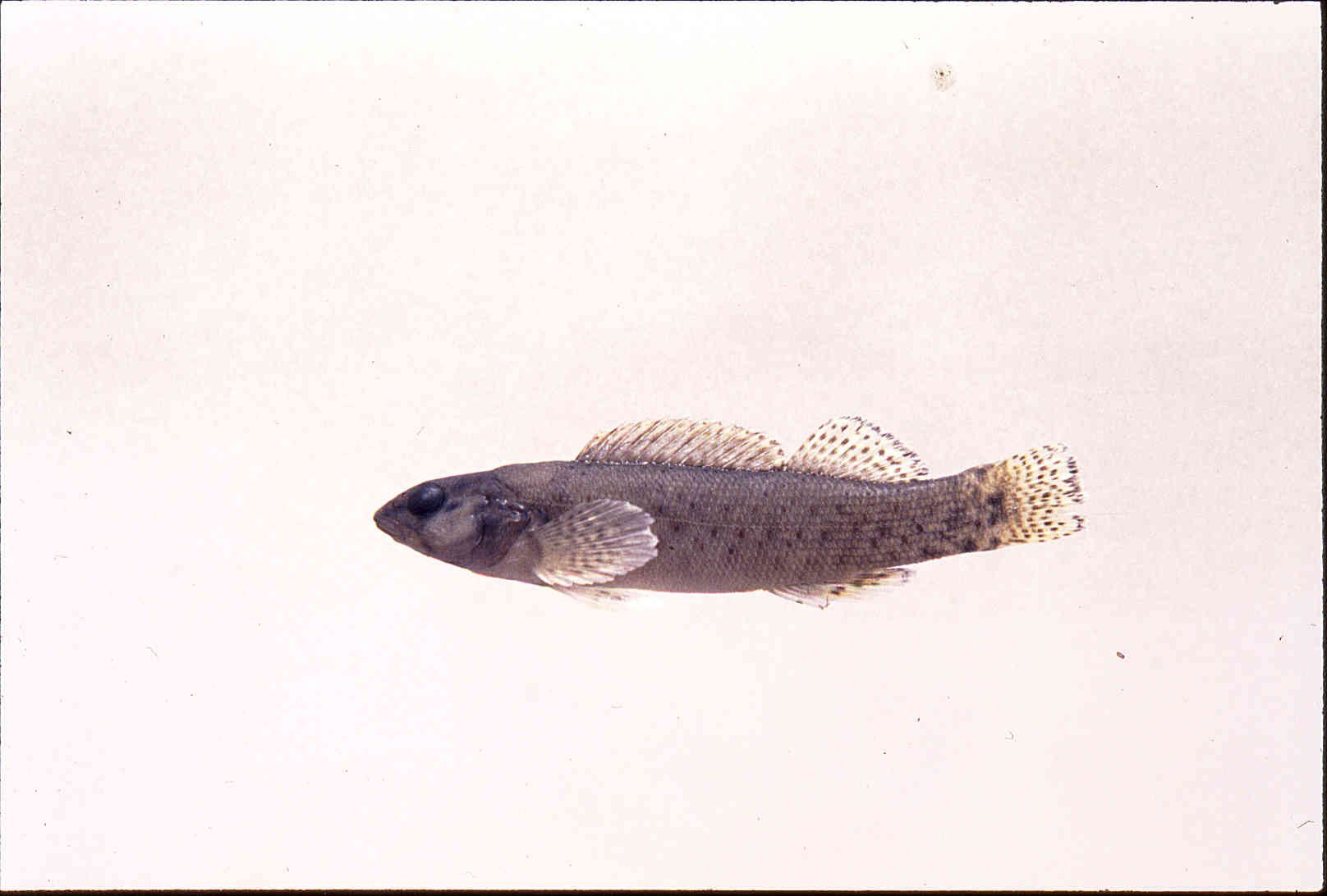 Etheostoma microlepidum image