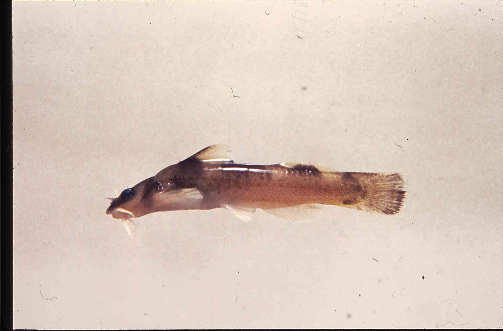 Noturus elegans image