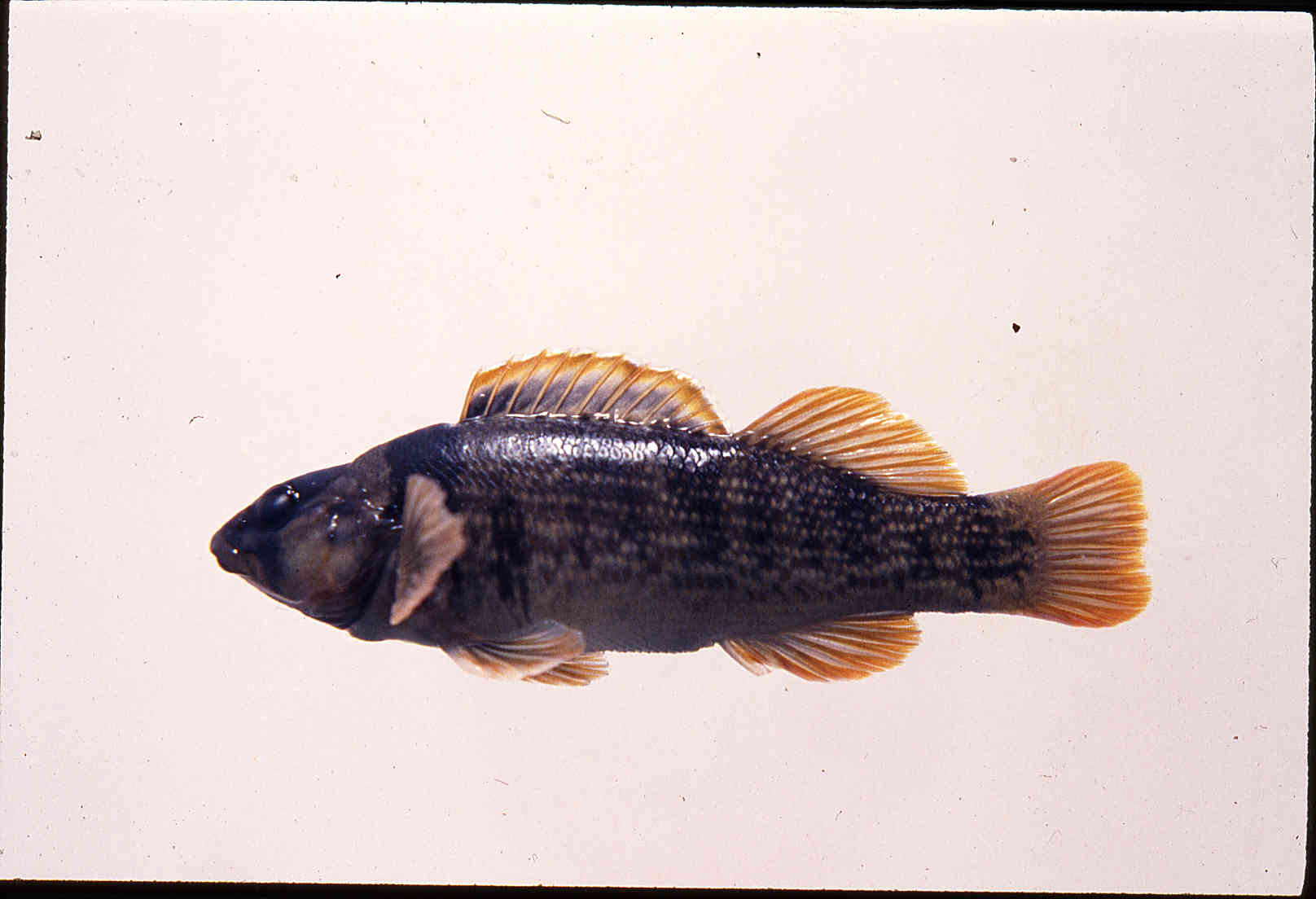 Etheostoma juliae image