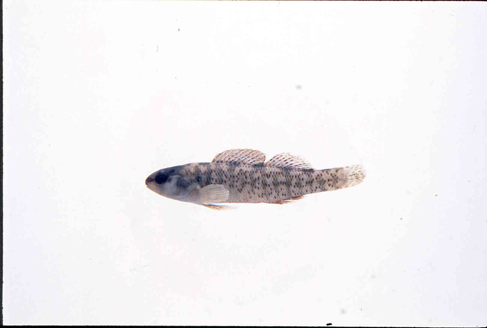 Etheostoma grahami image