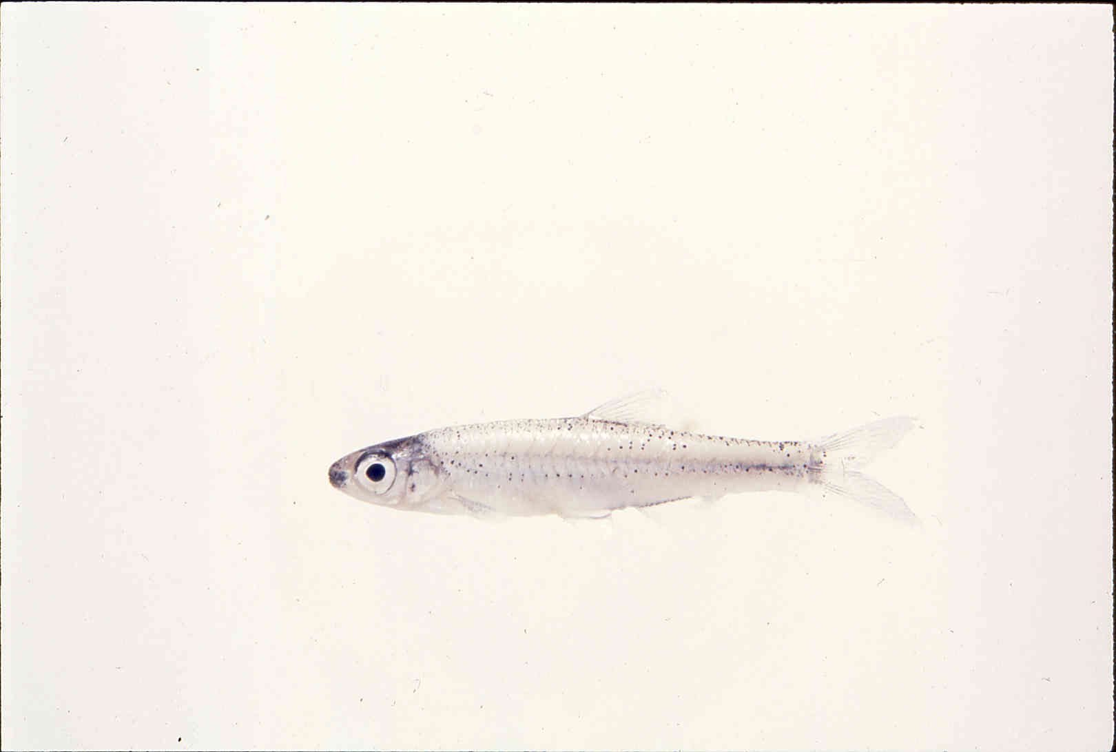 Notropis perpallidus image