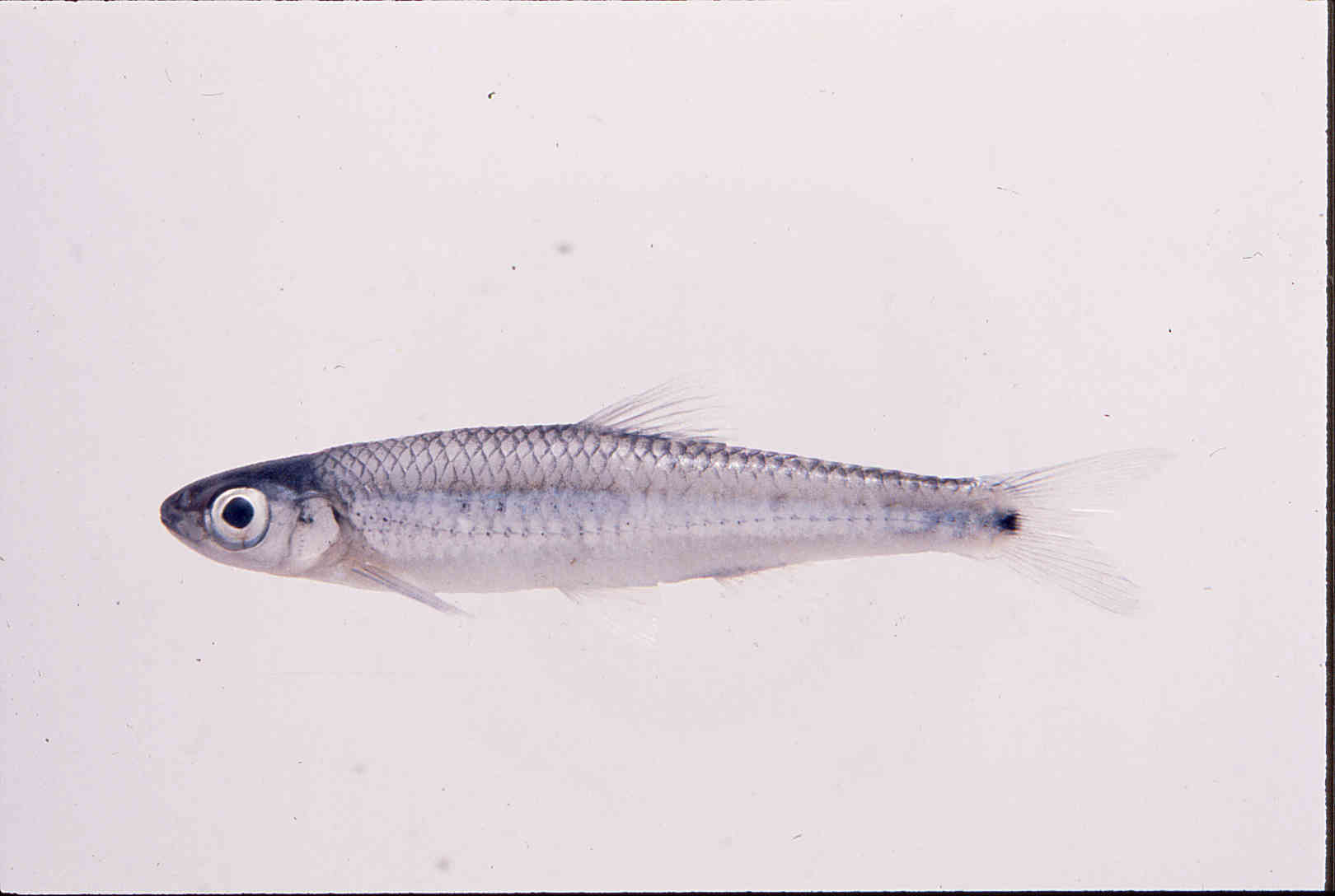 Notropis greenei image