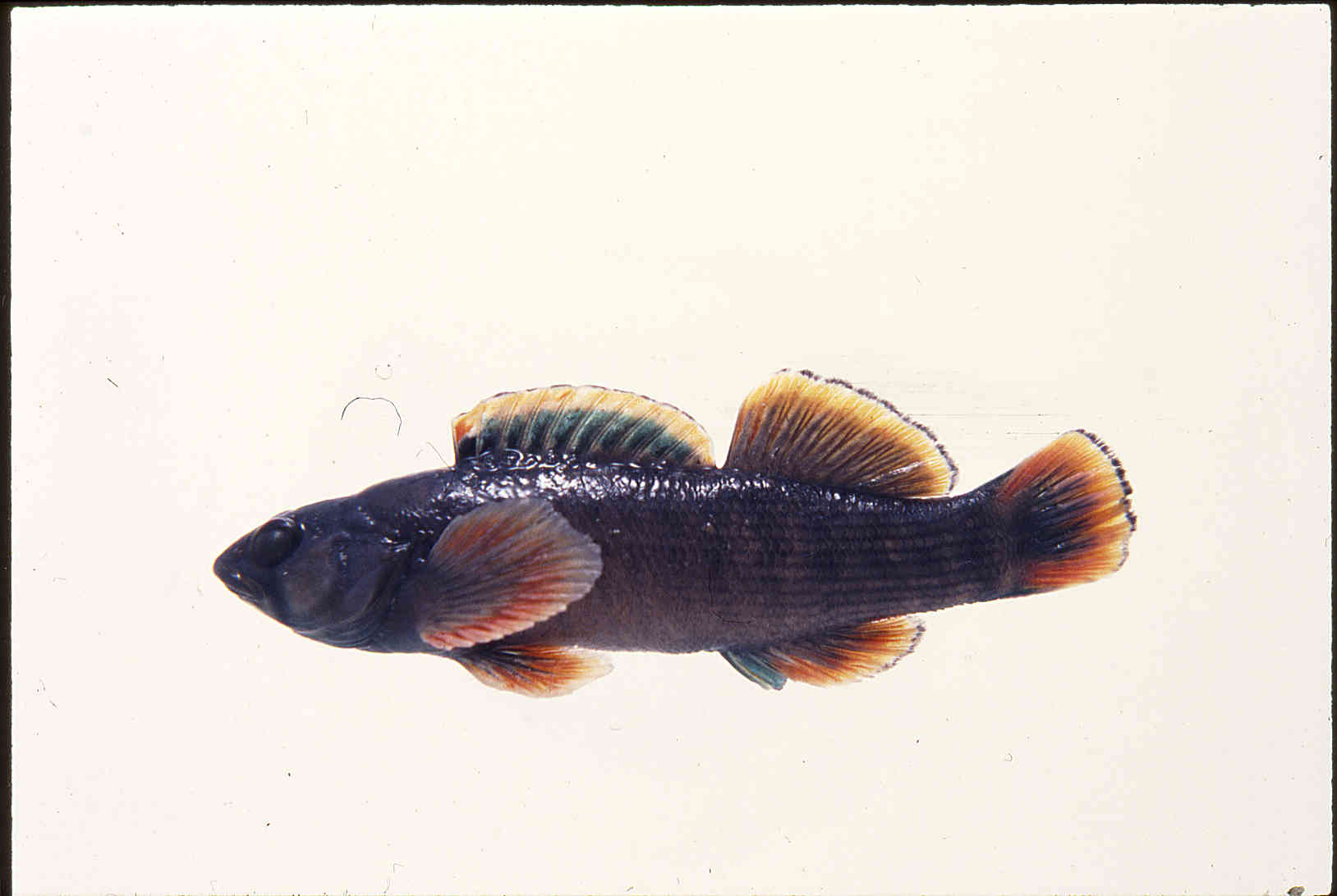 Etheostoma moorei image