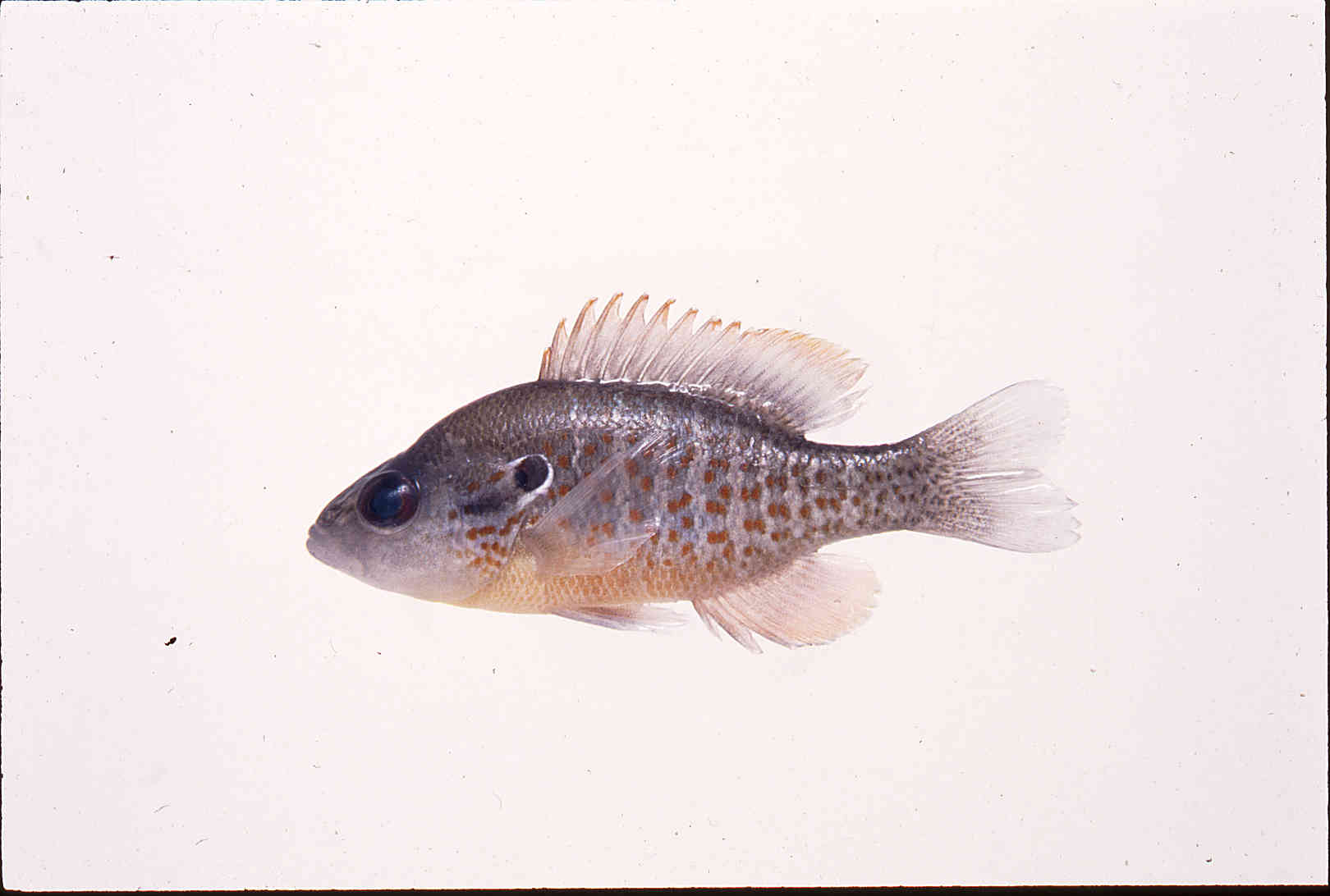 Lepomis humilis image