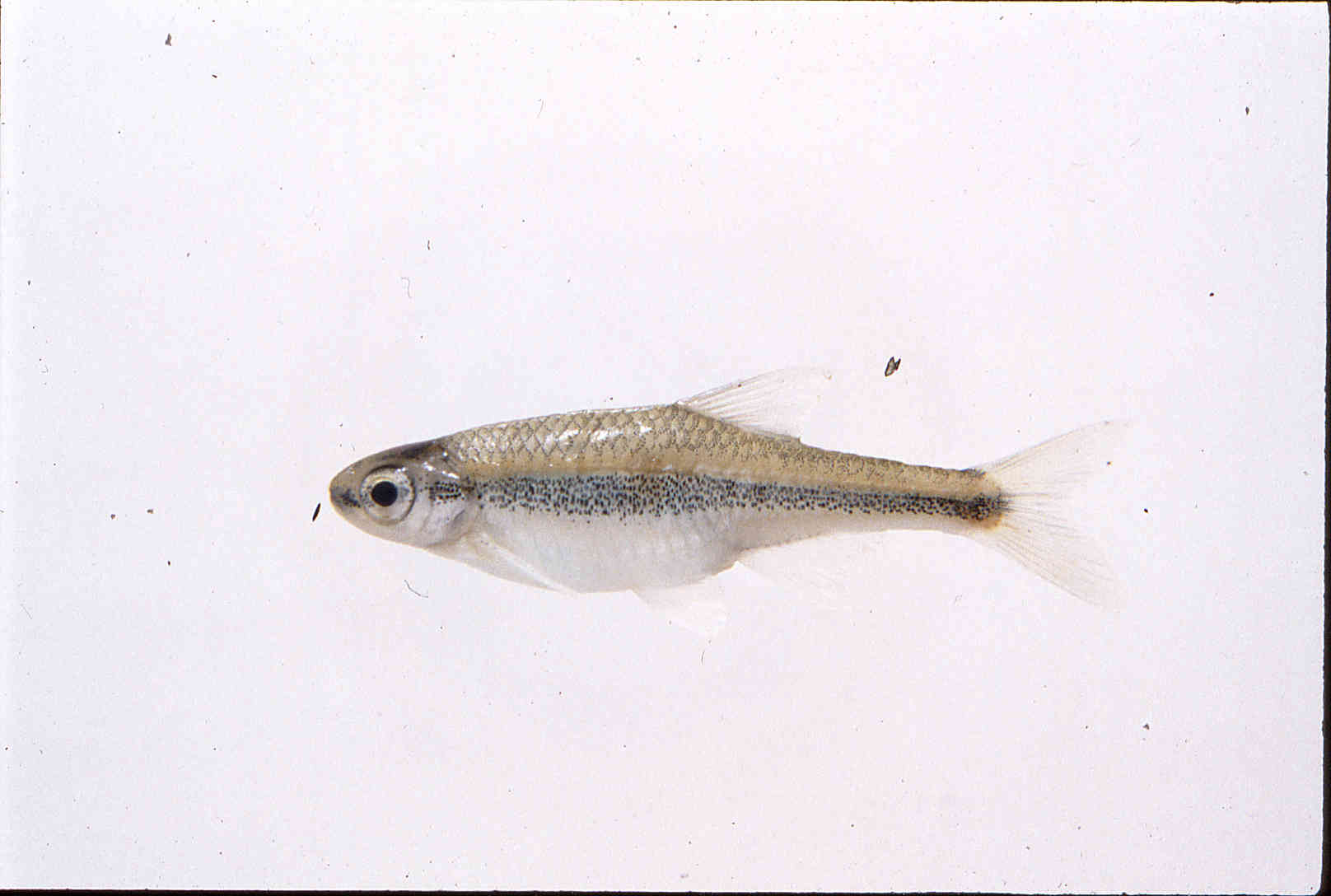Notropis altipinnis image