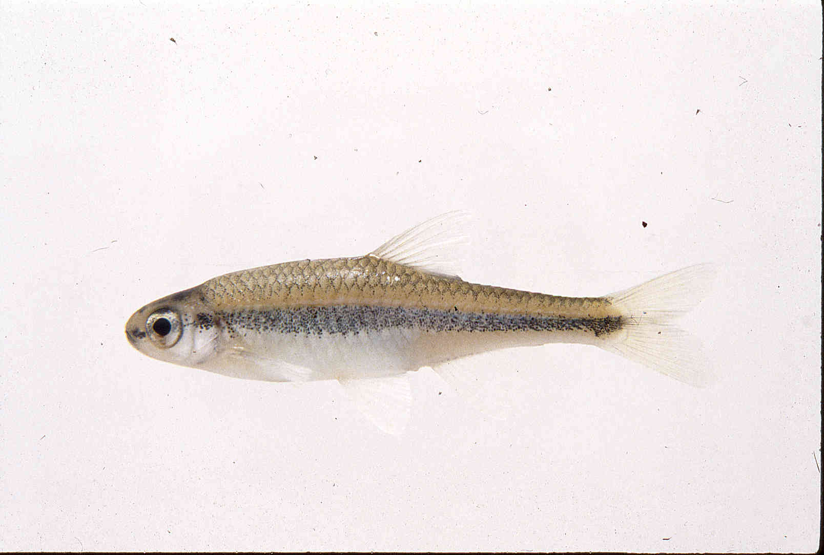 Notropis altipinnis image