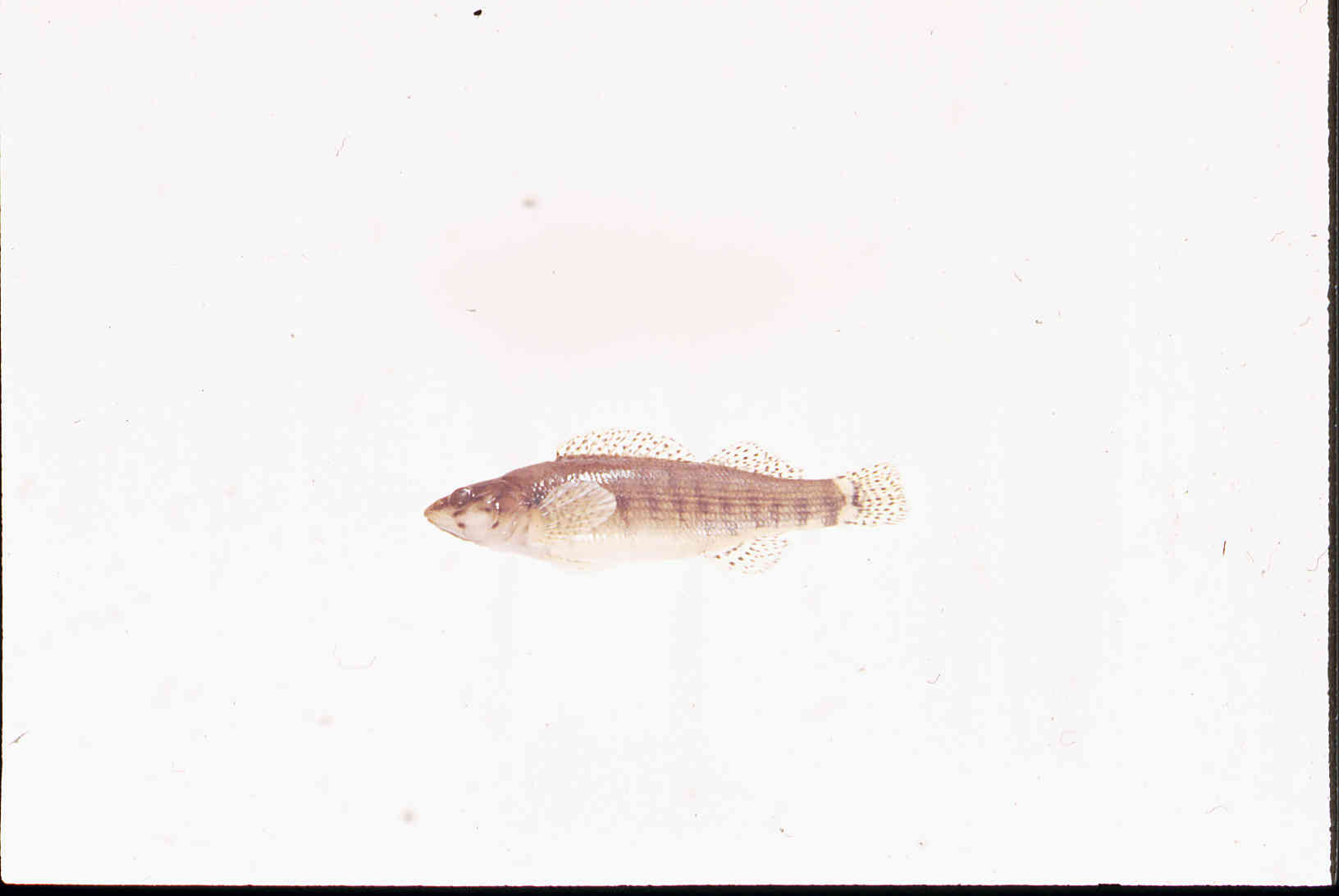 Etheostoma rufilineatum image