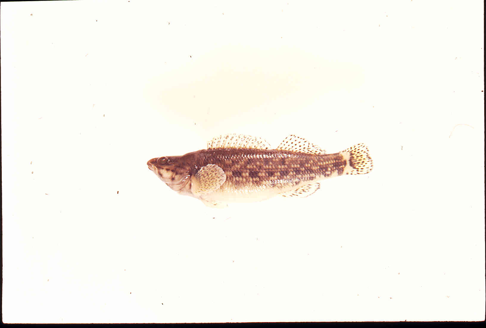 Etheostoma rufilineatum image