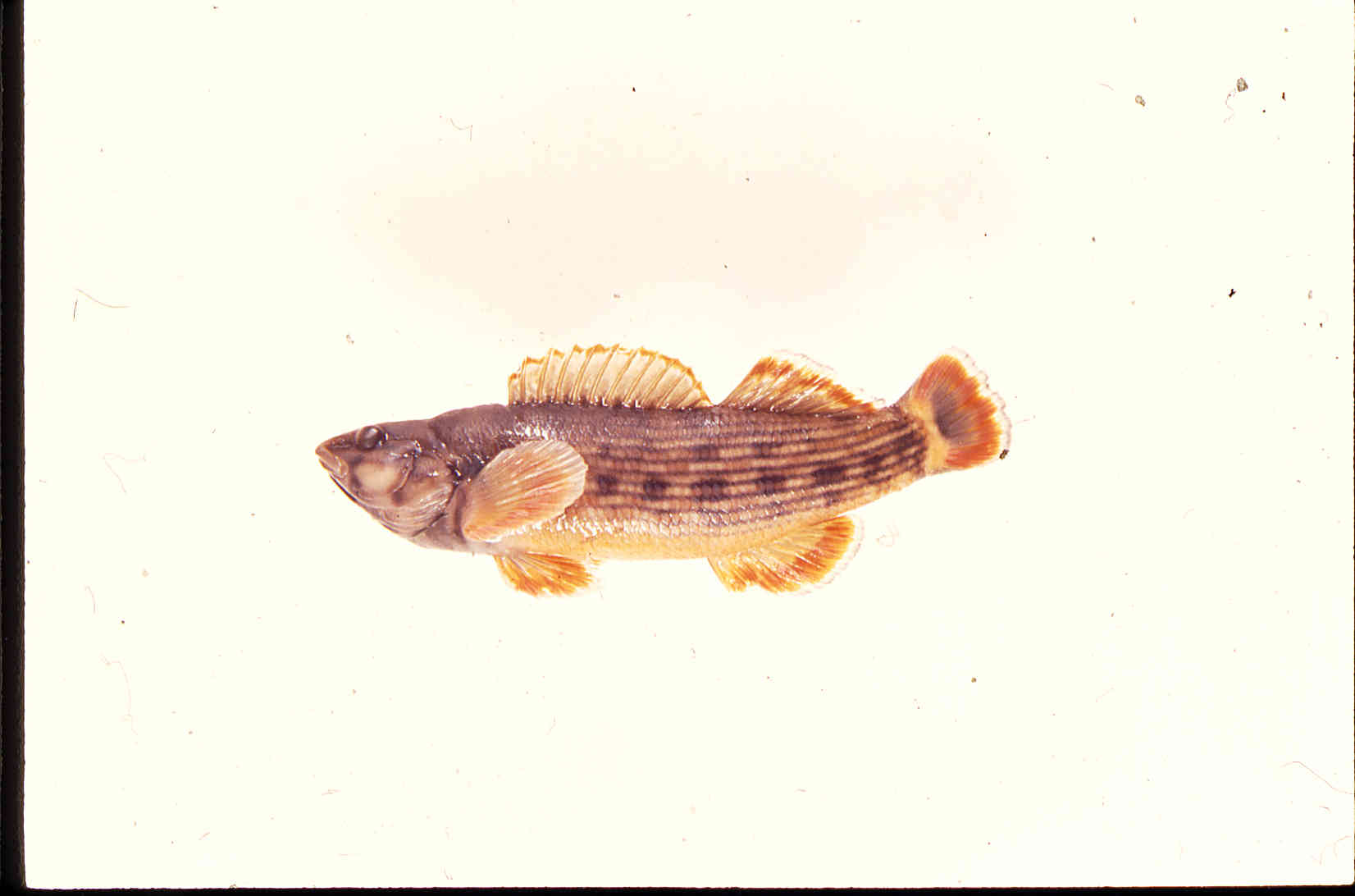 Etheostoma rufilineatum image