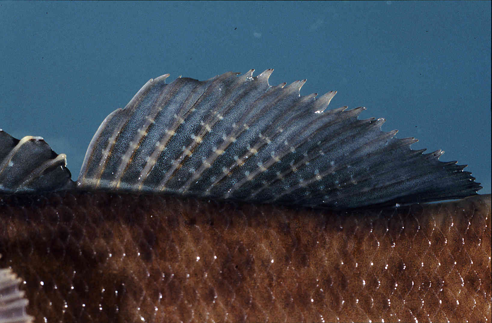 Etheostoma nigripinne image