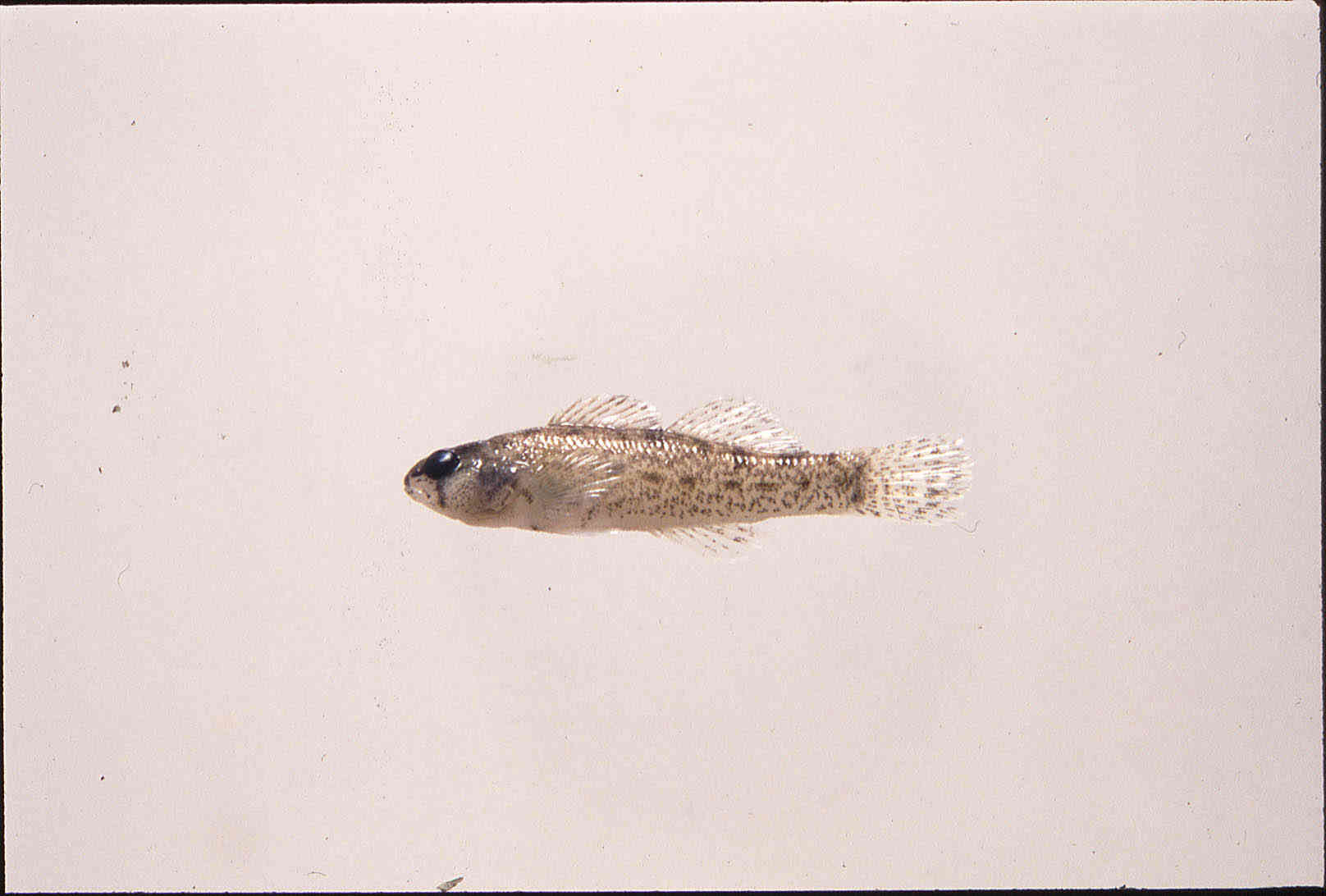 Etheostoma tuscumbia image