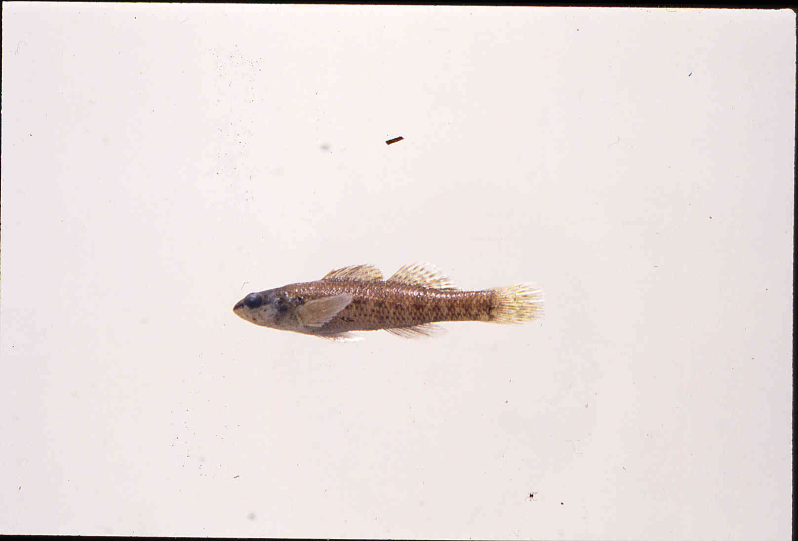 Etheostoma okaloosae image