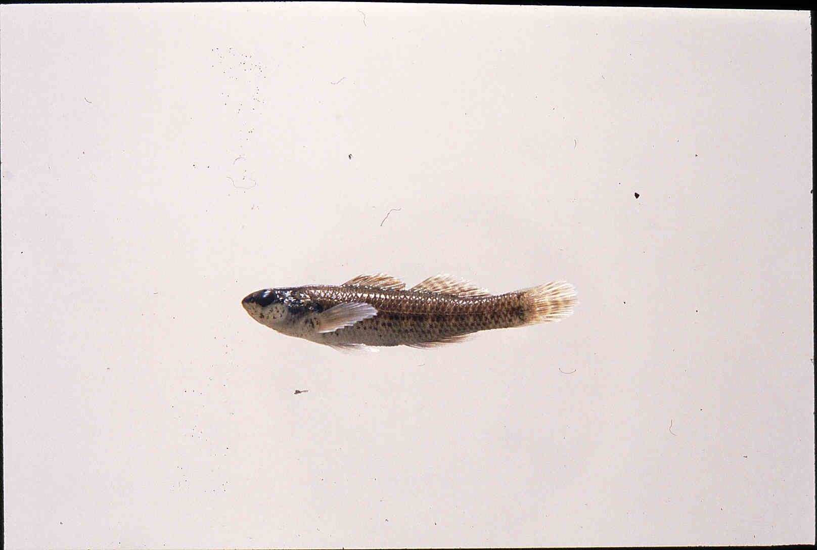 Etheostoma okaloosae image