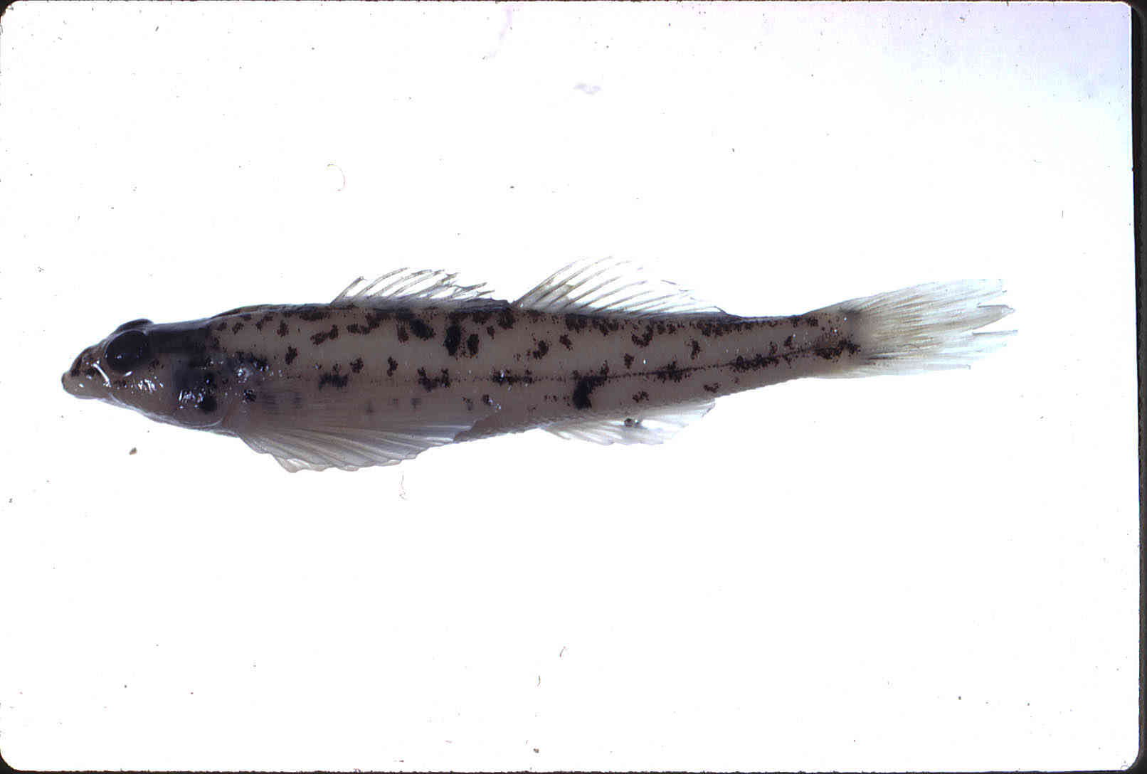 Etheostoma vitreum image