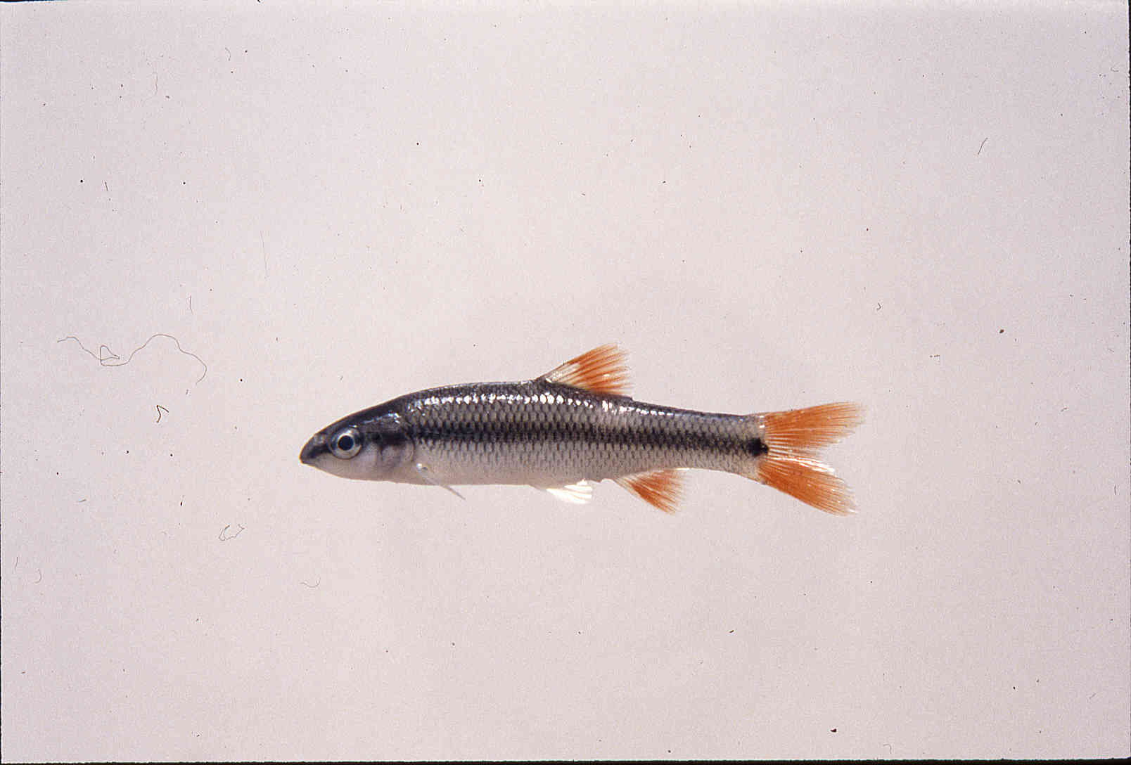 Nocomis effusus image