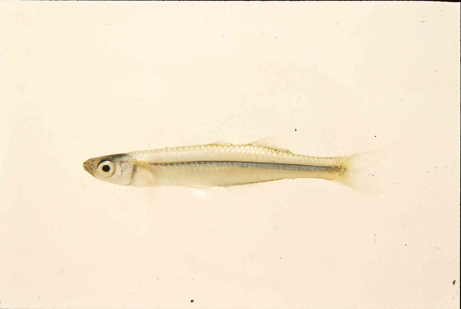 Atherinopsidae image