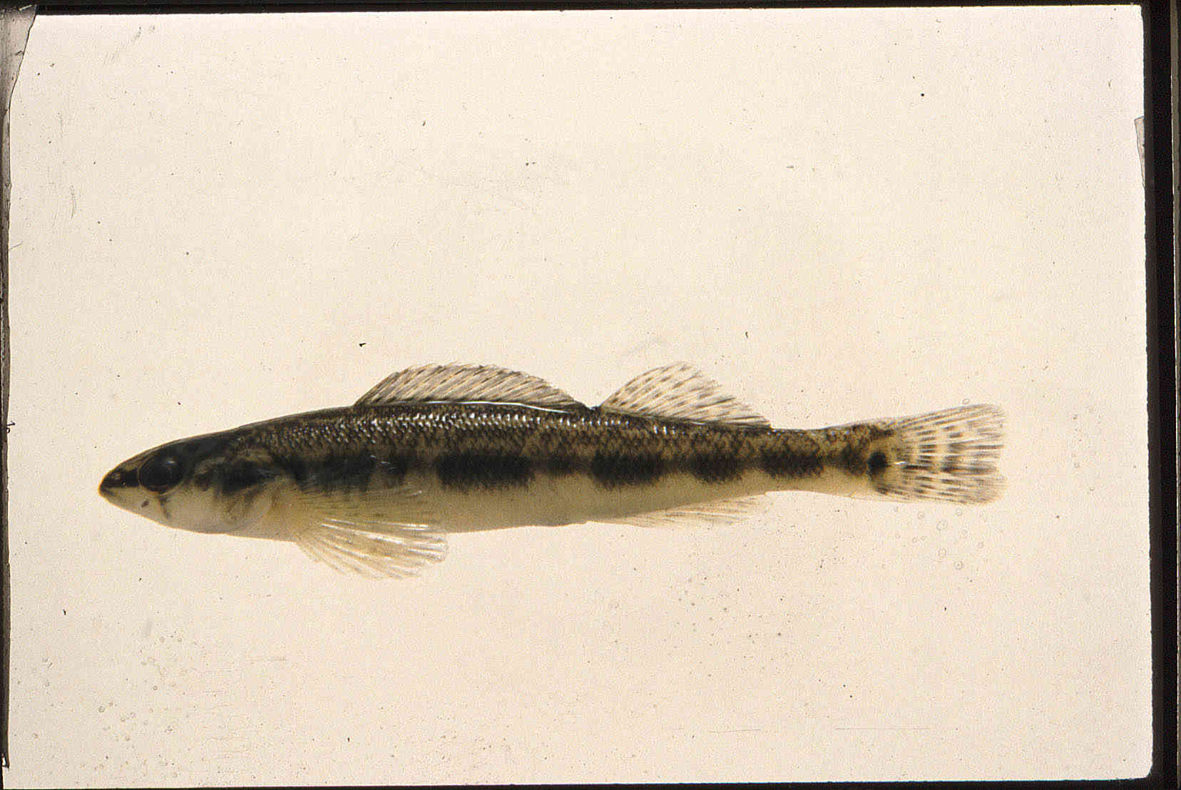 Percina maculata image